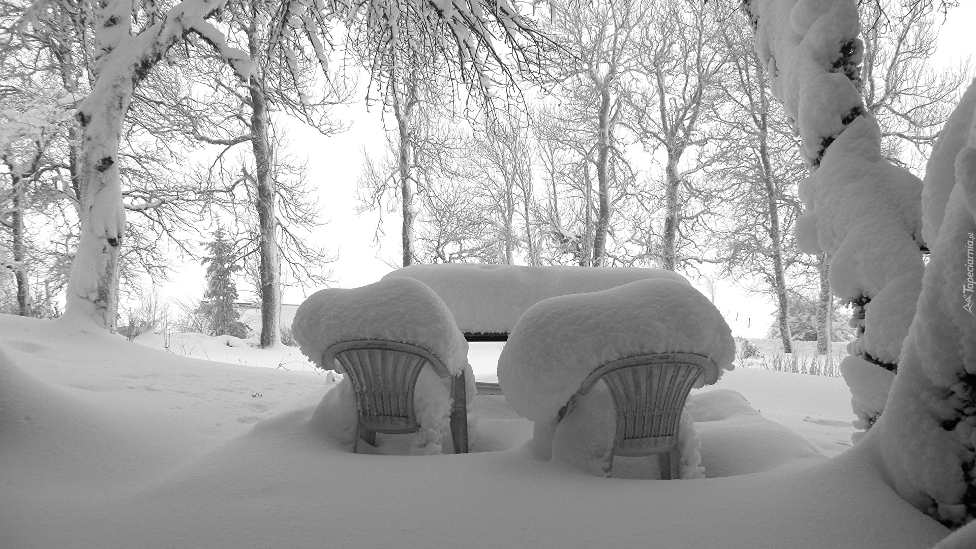 Zima, Śnieg, Drzewa, Zaśnieżone, Krzesła