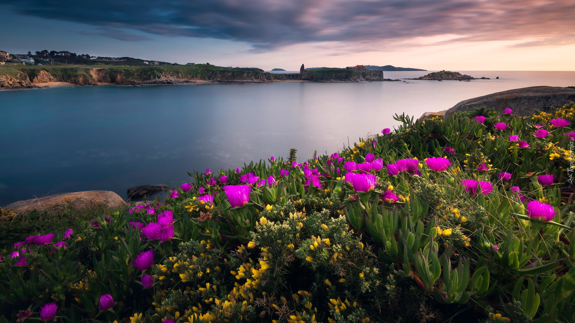Zatoka, Ría de Pontevedra, Brzeg, Skały, Żółte, Różowe, Kwiaty, Prowincja Pontevedra, Galicja, Hiszpania