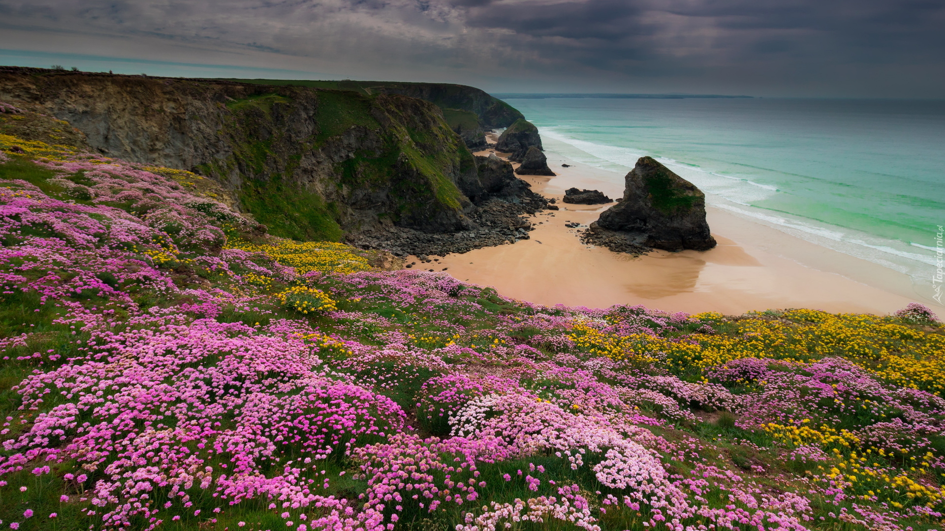 Anglia, Kornwalia, Rezerwat Przyrody Carnewas and Bedruthan Steps, Wybrzeże, Skały, Kwiaty, Zawciąg nadmorski, Morze Celtyckie