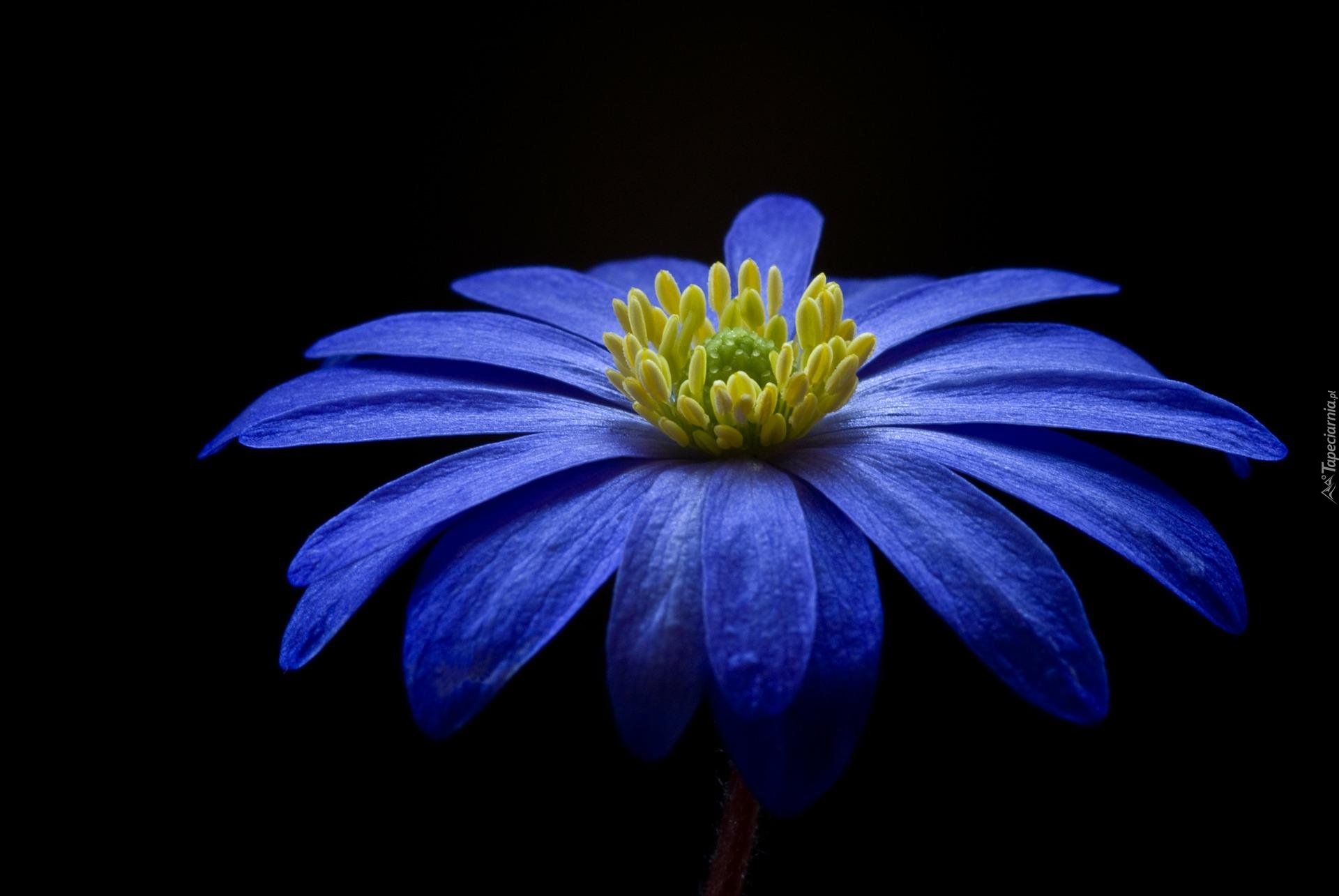 Kwiat, Zawilec bałkański, Płatki, Niebieskie