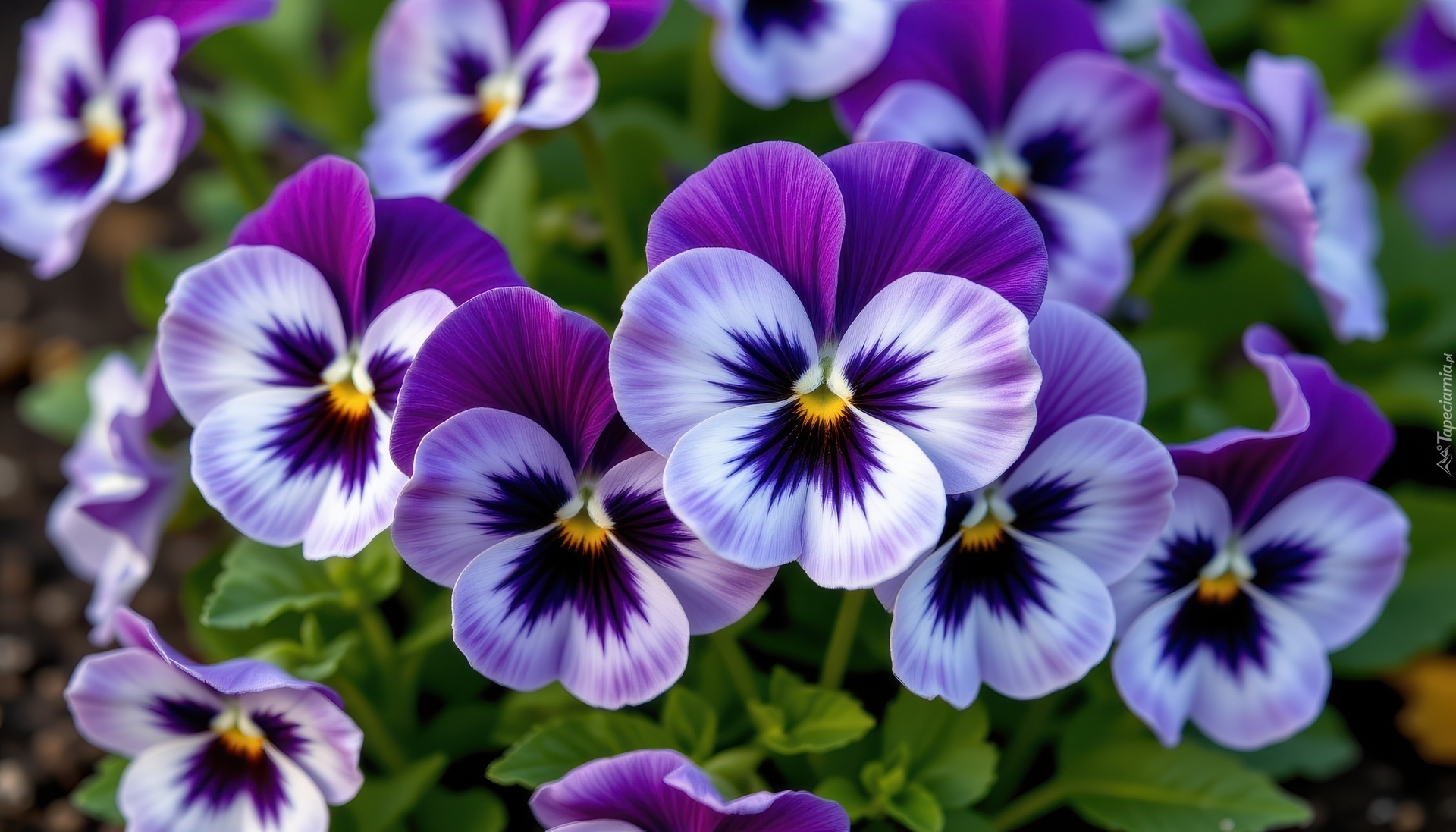 Bratki, Biało-fioletowe