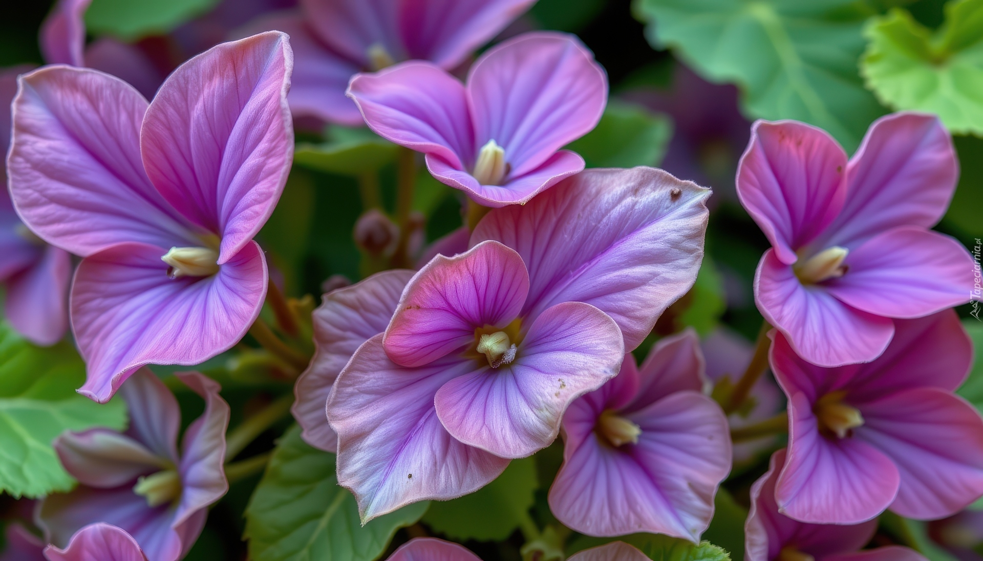 Ciemnoróżowe, Drobne, Kwiaty, Zbliżenie