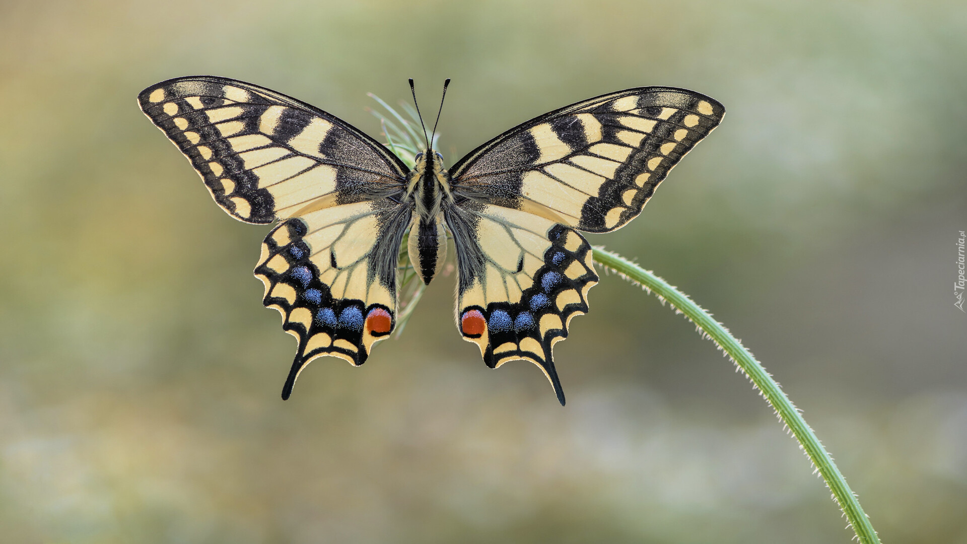 Motyl, Paź królowej, Roślina, Łodyga
