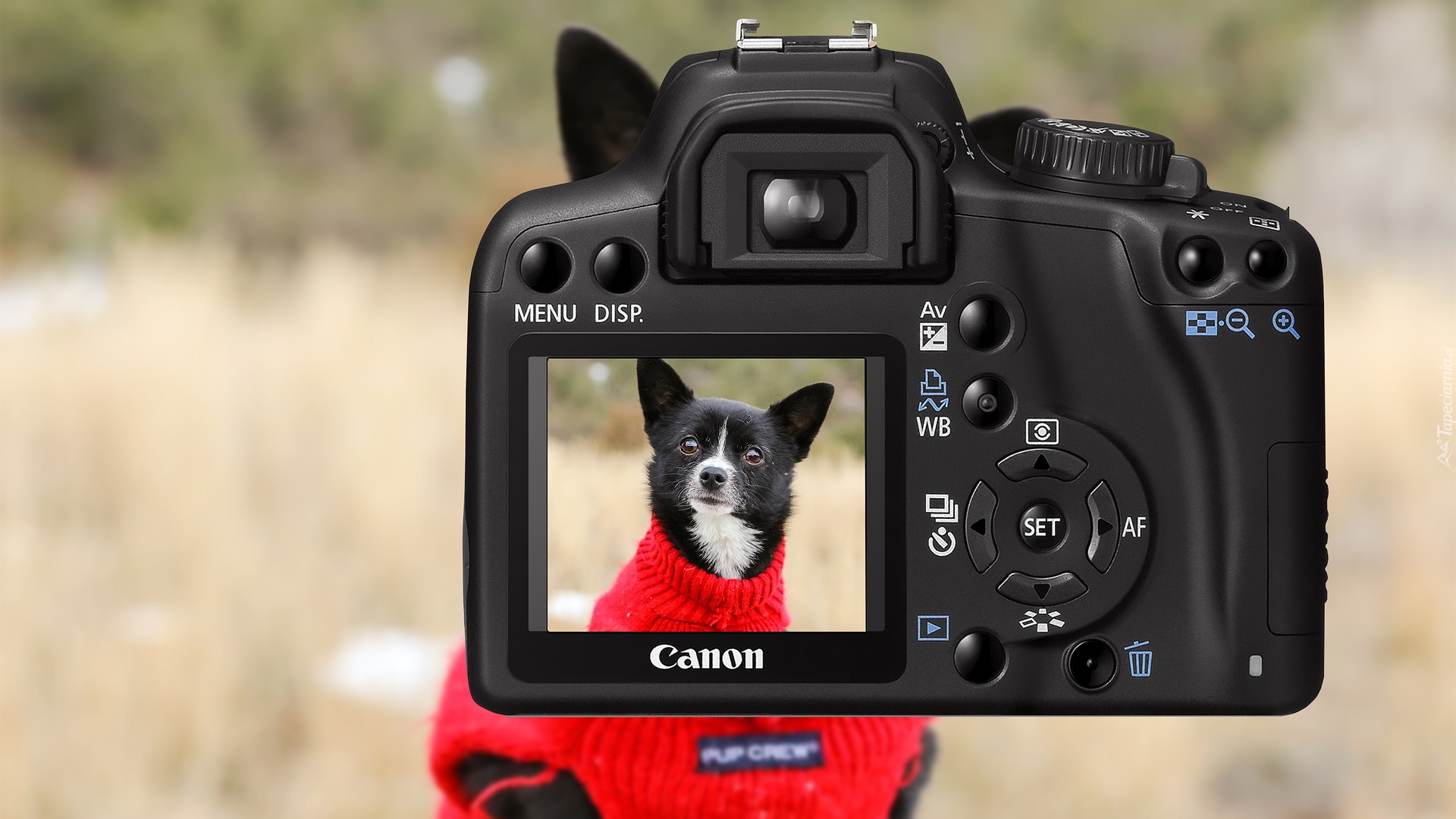 Aparat fotograficzny, Canon, Pies, Czerwony, Sweterek