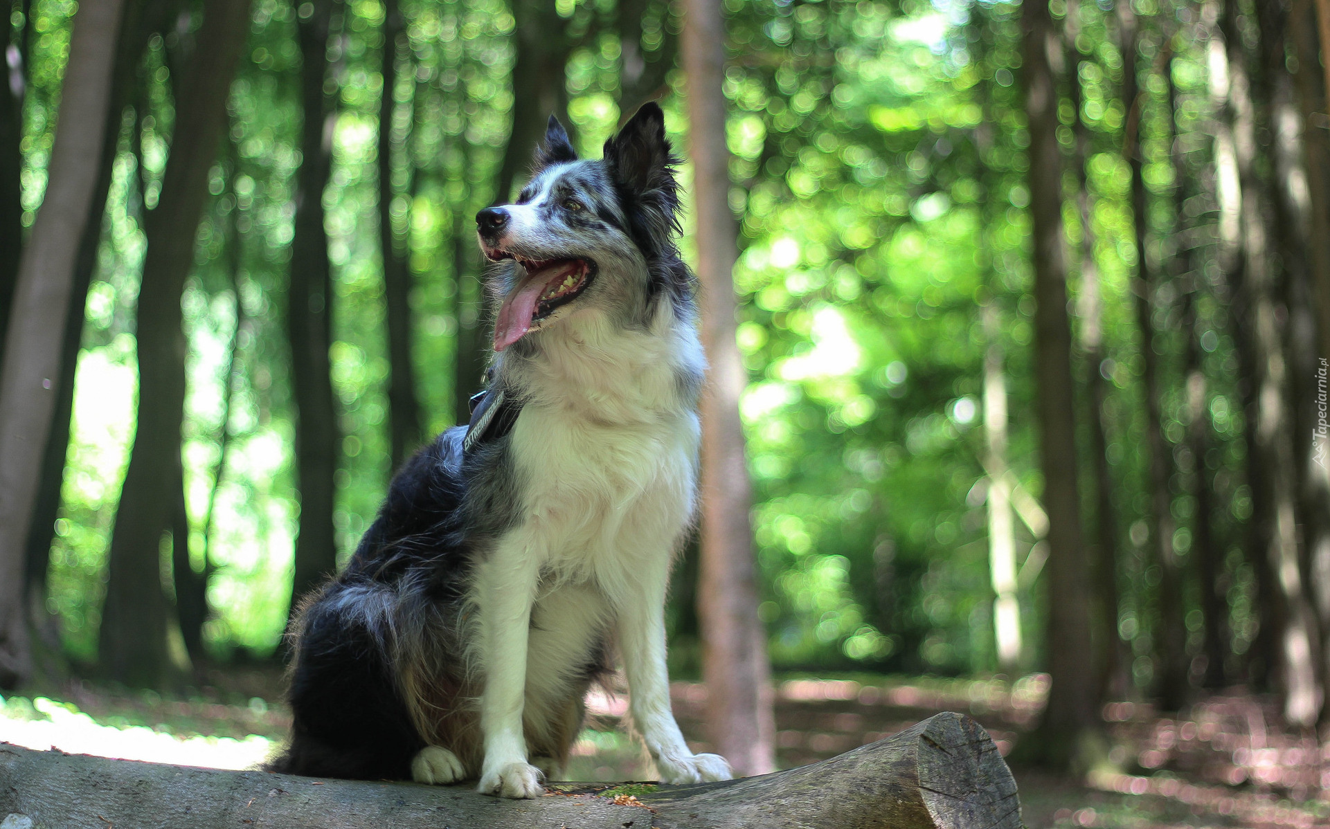 Siedzący, Pies, Border collie, Kłoda, Las, Drzewa, Bokeh