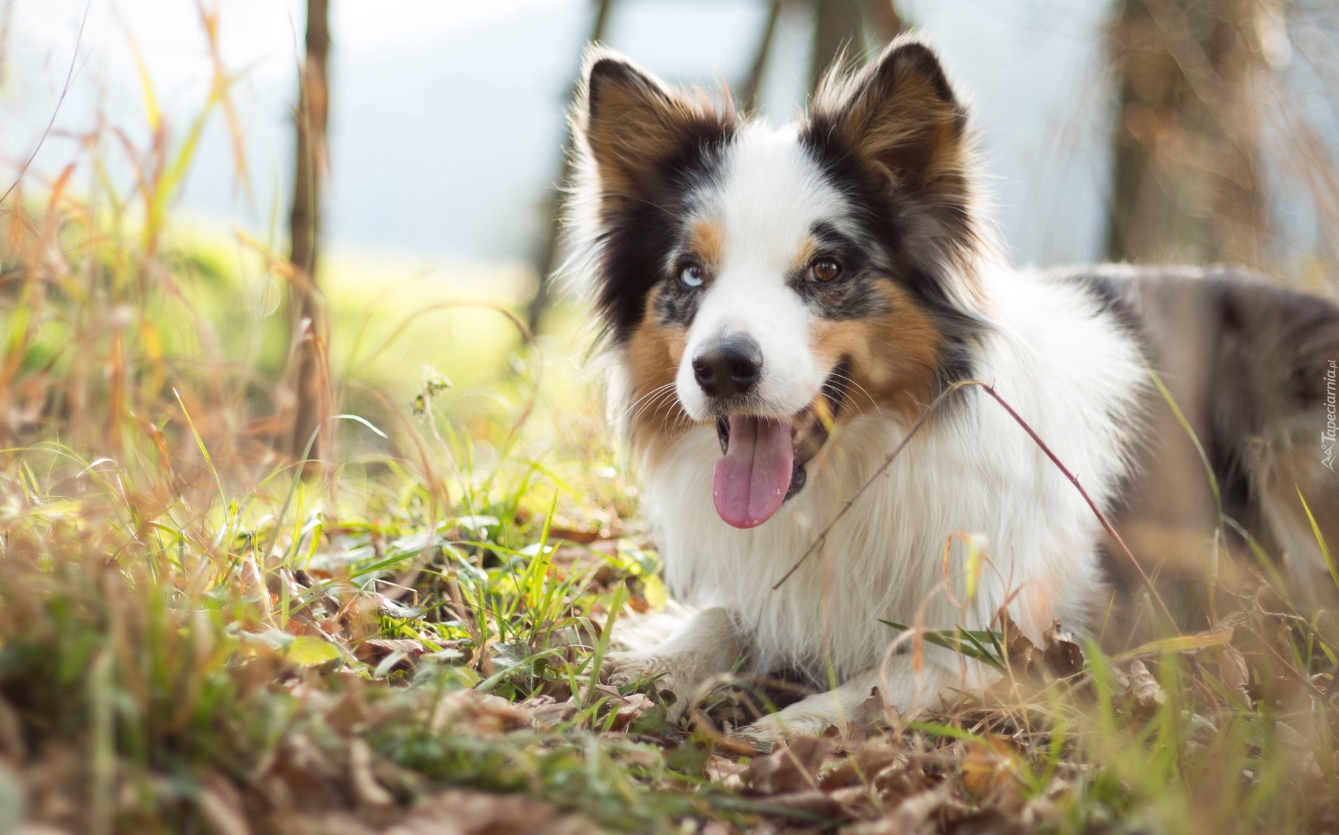 Border collie, Pyszczek, Język, Łąka, Trawa