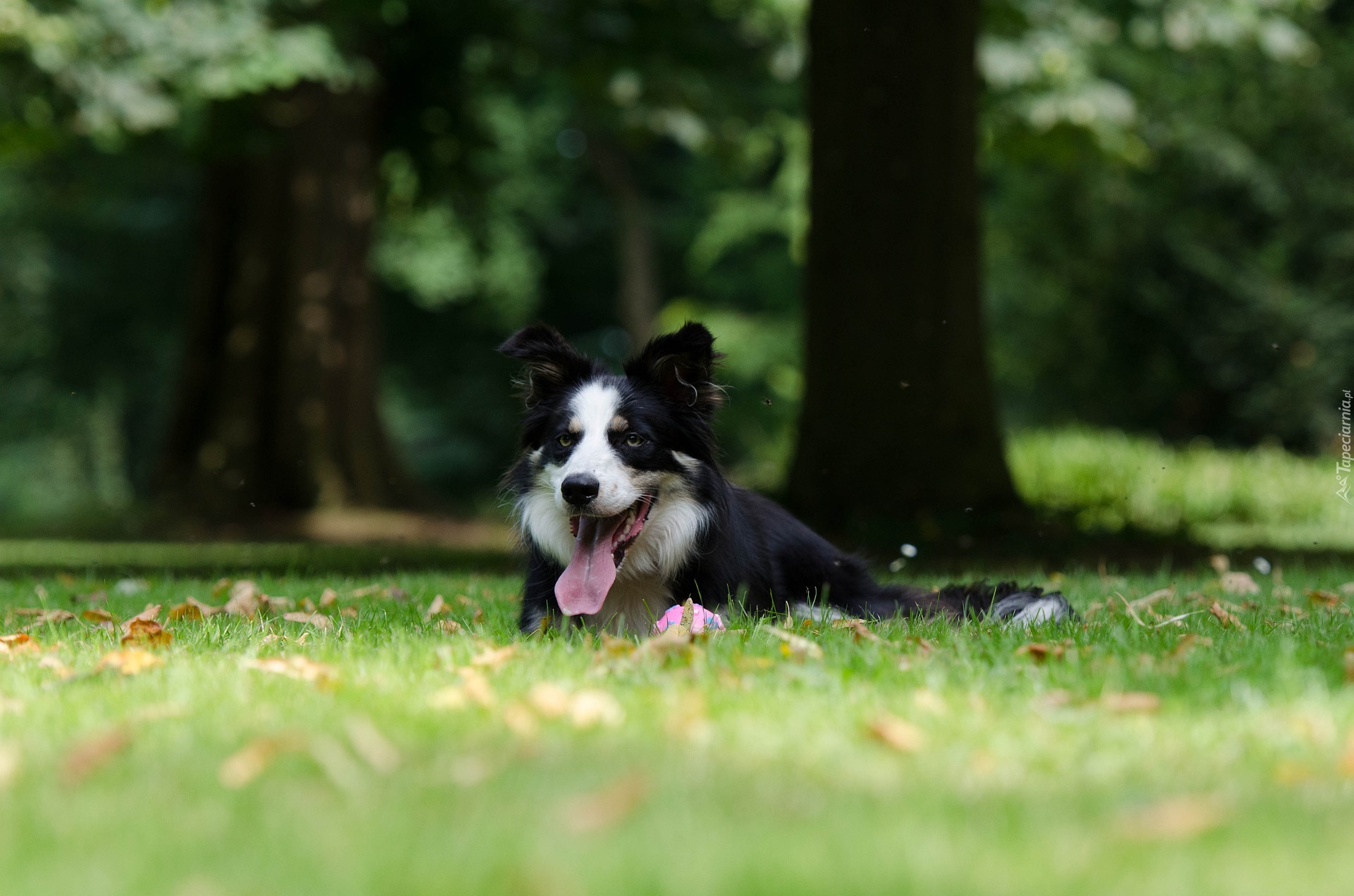 Łąka, Liście, Leżący, Border collie, Jęzor