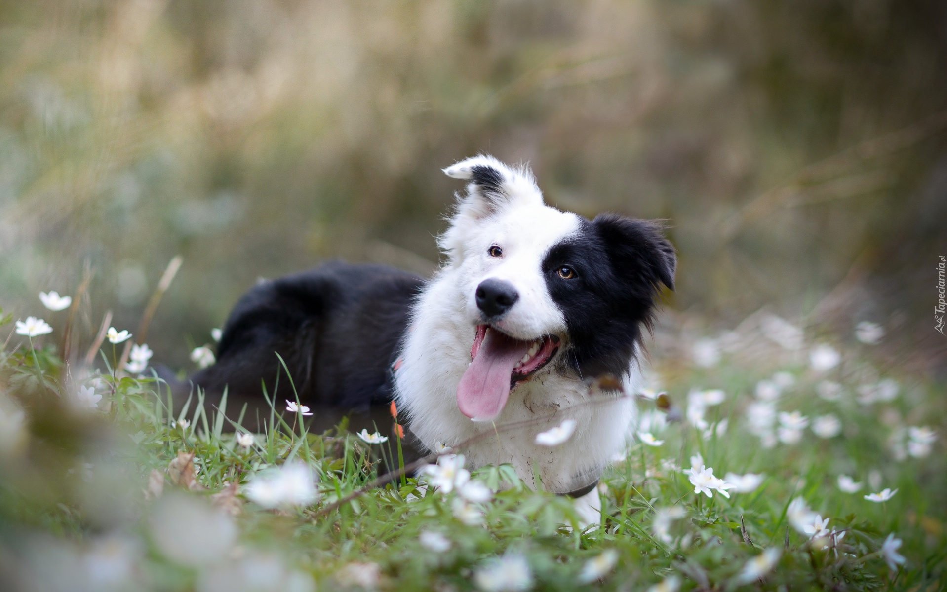 Border collie, Zdyszany, Łąka