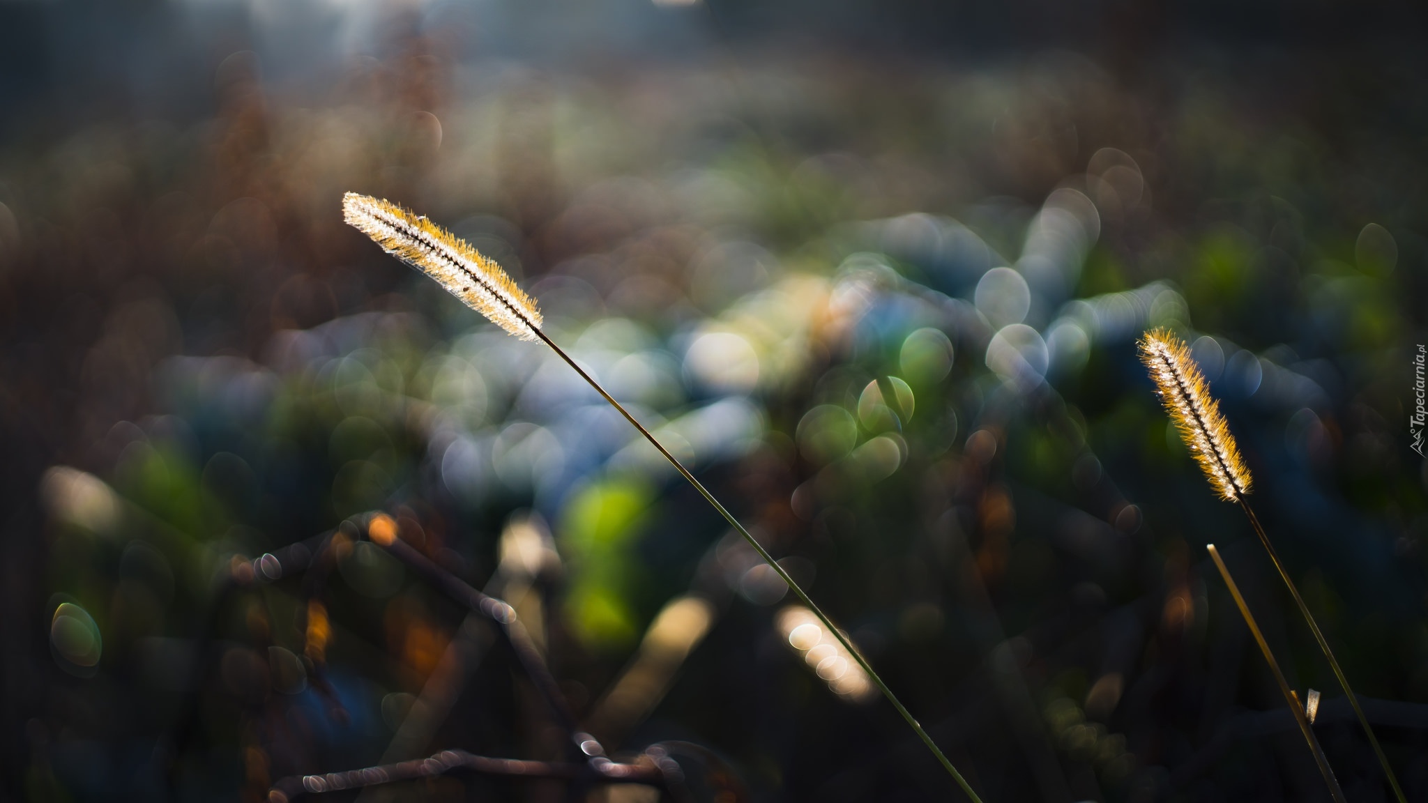 Roślina, Trawa, Światło, Bokeh