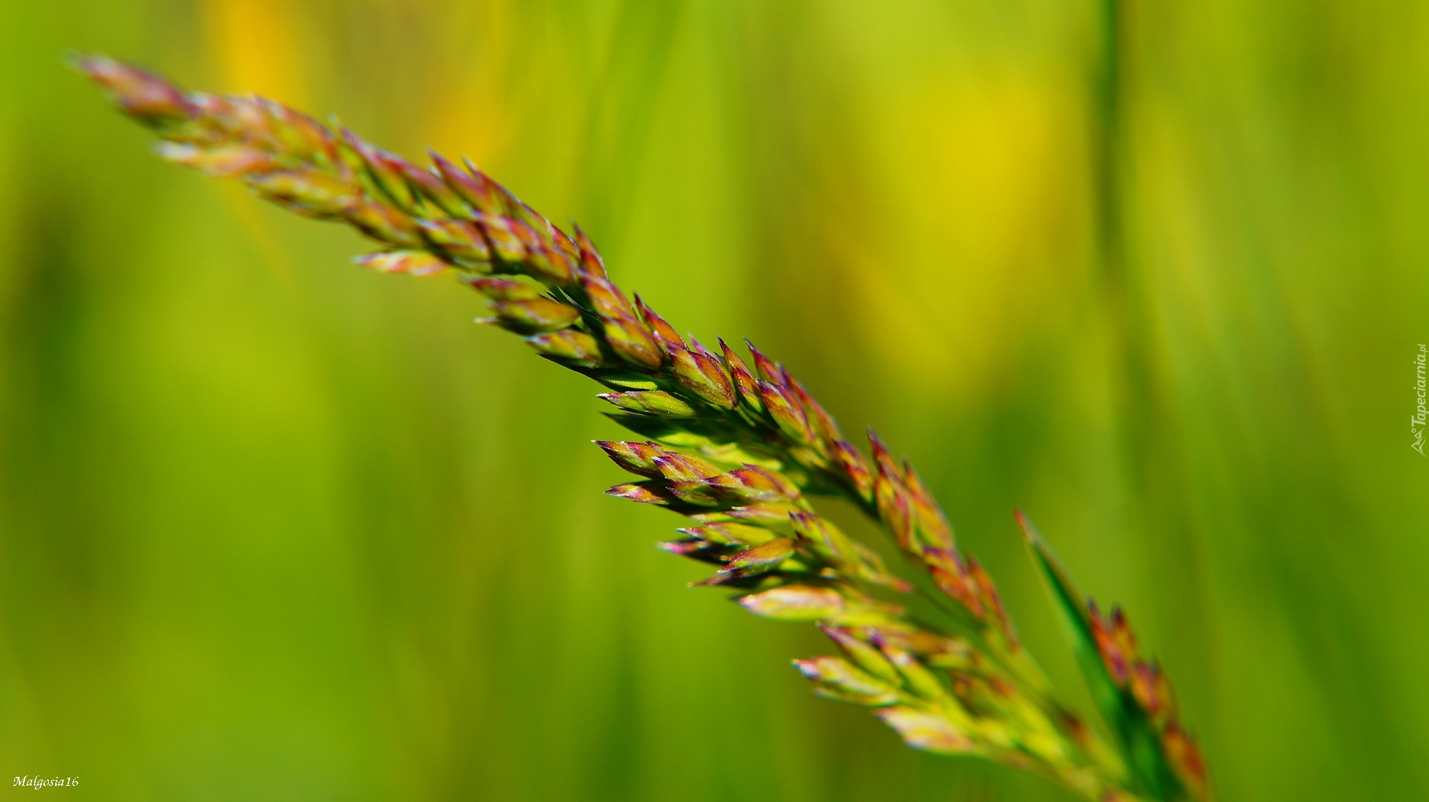 Źdźbło, Trawa, Nasiona, Makro