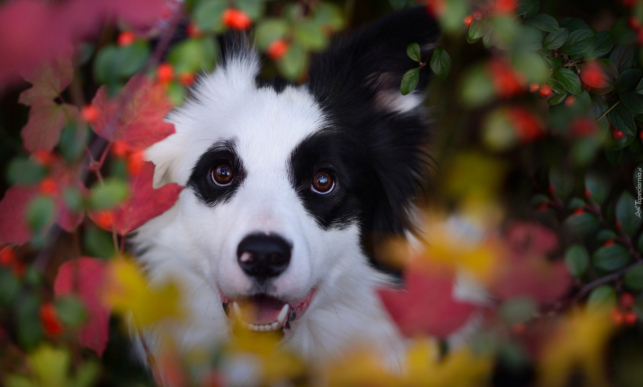 Border collie, Liście, Rośliny