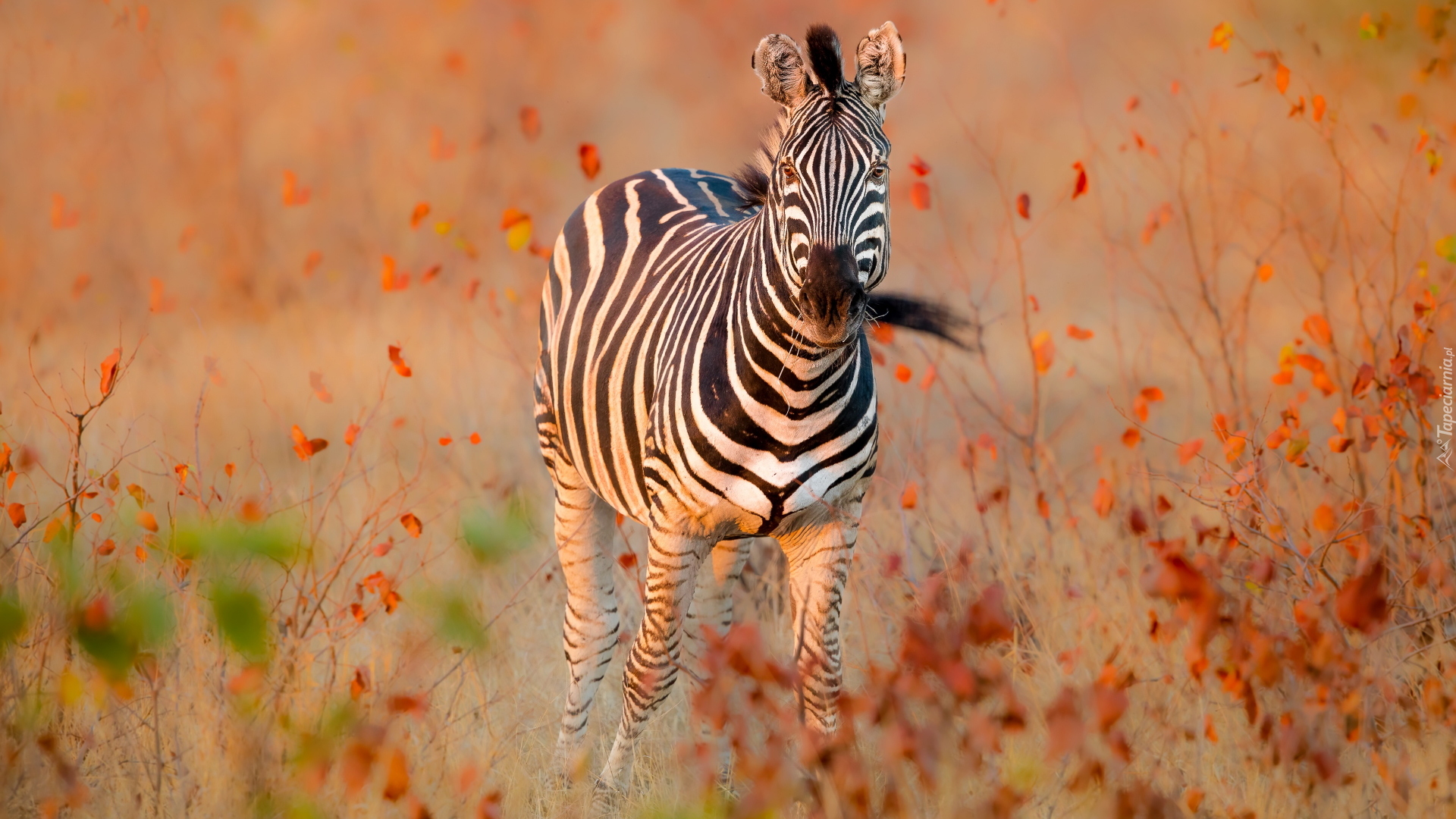 Zebra, Łąka, Rośliny