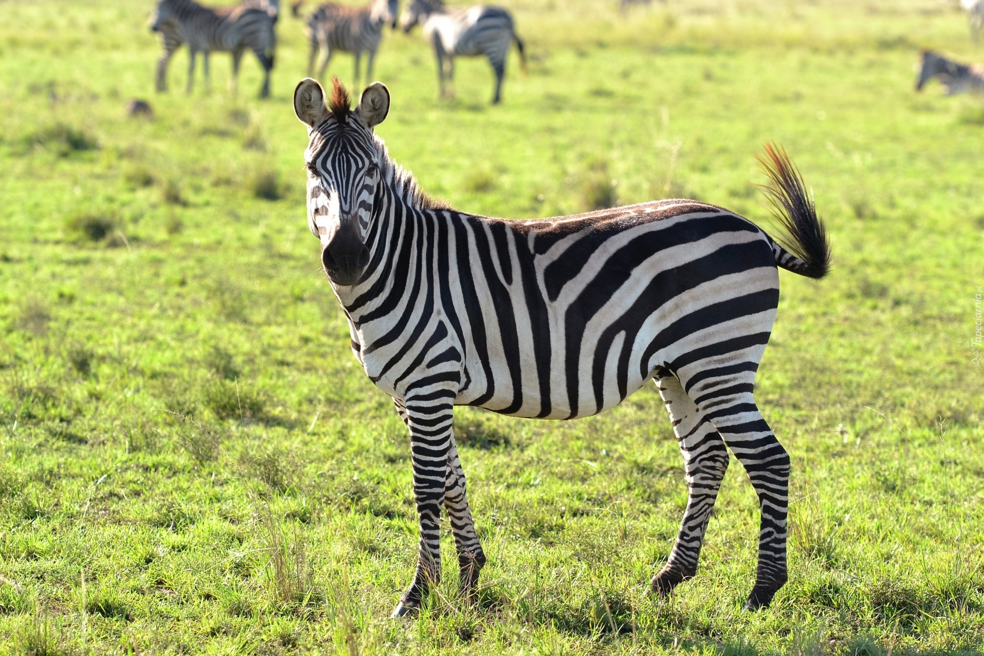 Zebra, Zielona, Trawa