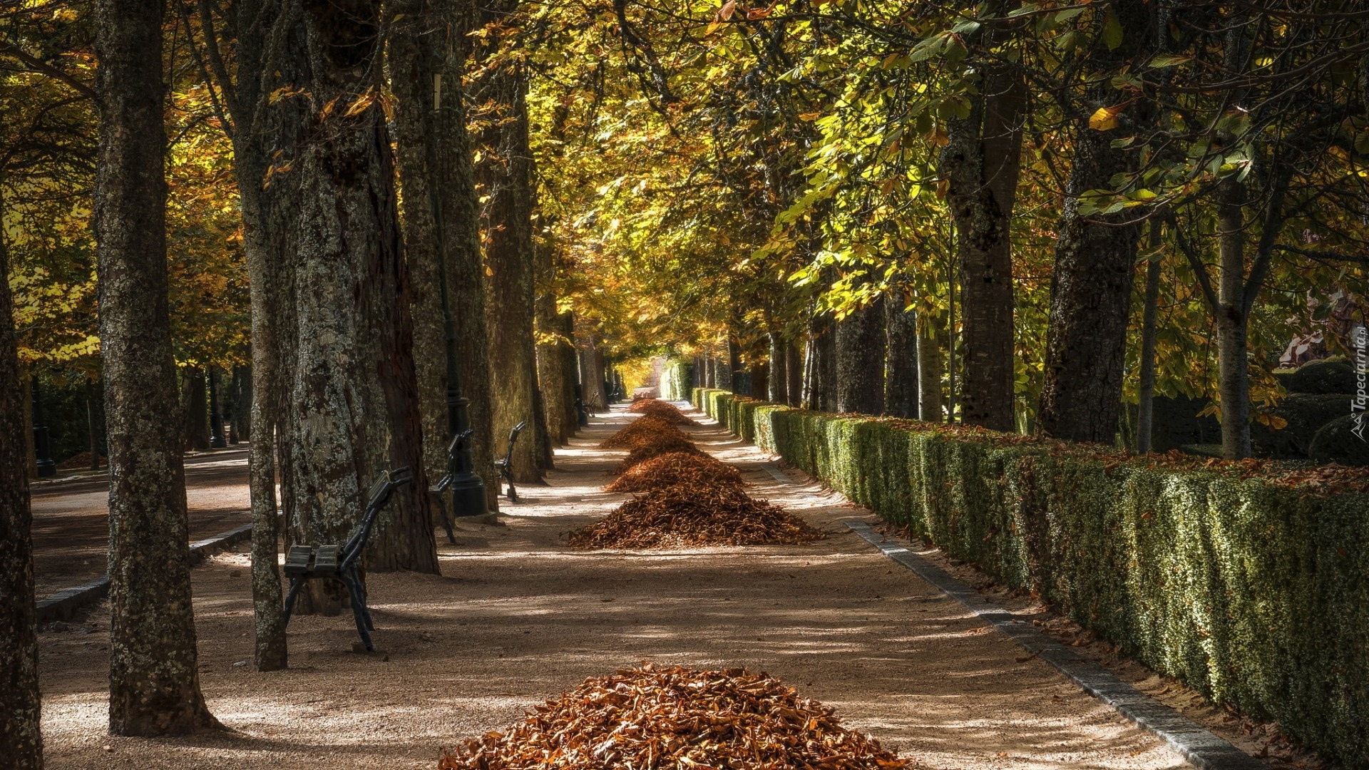 Jesień, Zebrane, Liście, Drzewa, Ławki, Park