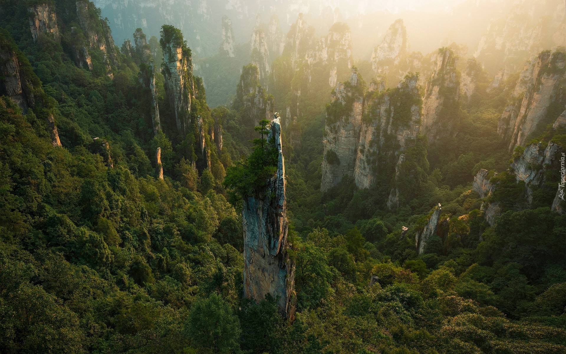 Las, Skały, Zhangjiajie National Forest Park, Hunan, Chiny