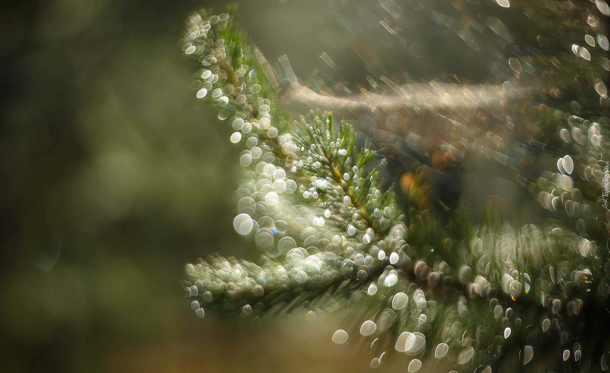 Gałązka, Iglak, Bokeh