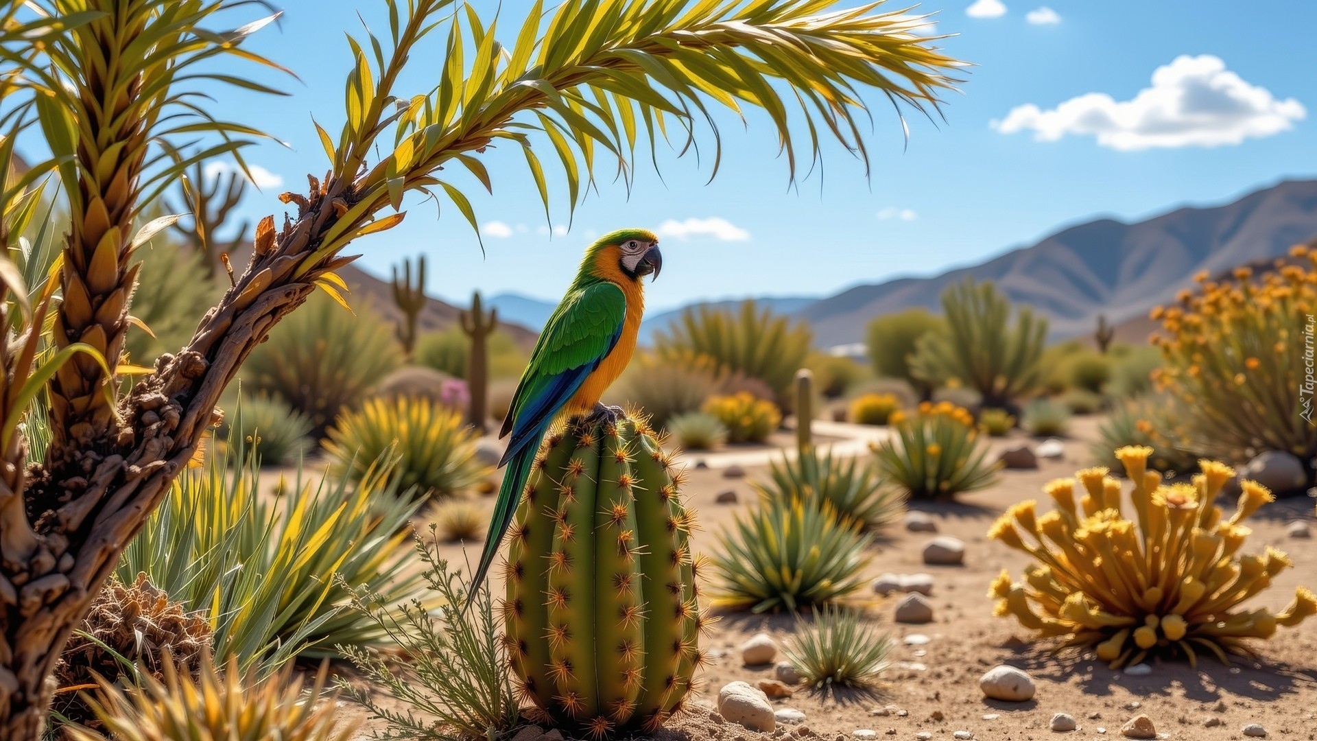 Zielona, Papuga, Kaktus, Rośliny, Kamienie