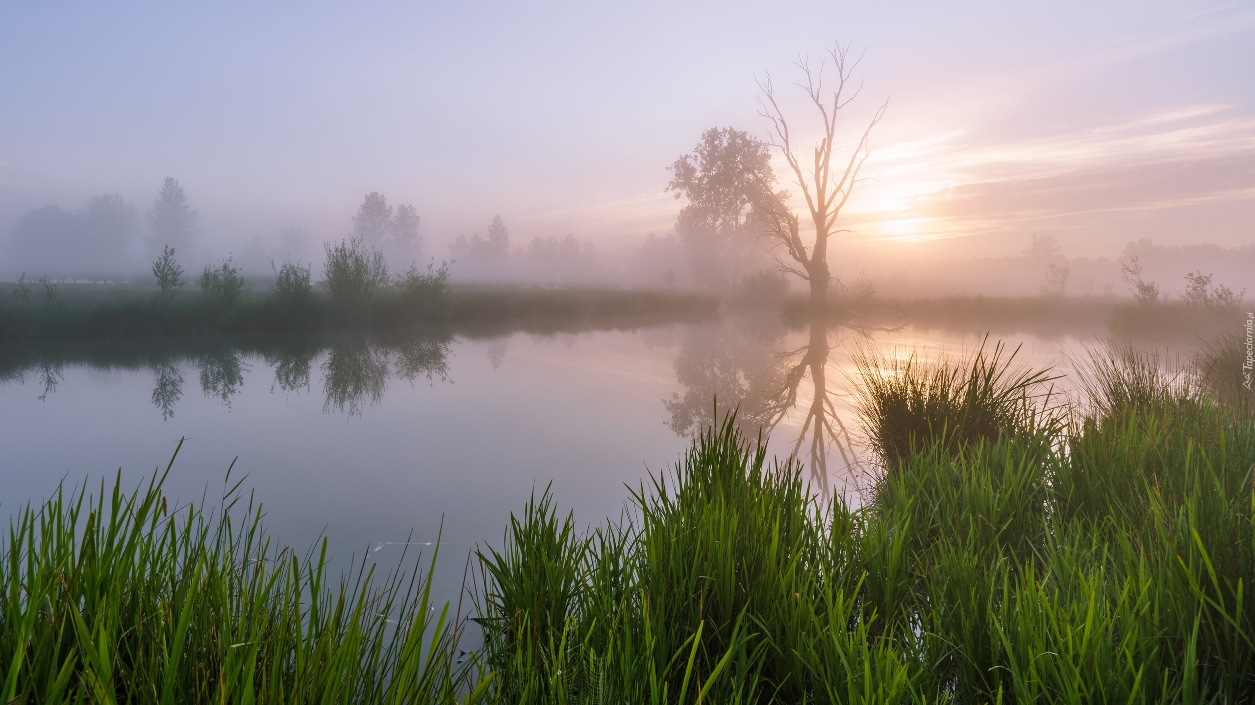 Jezioro, Mgła, Trawa, Drzewa, Świt, Wschód słońca