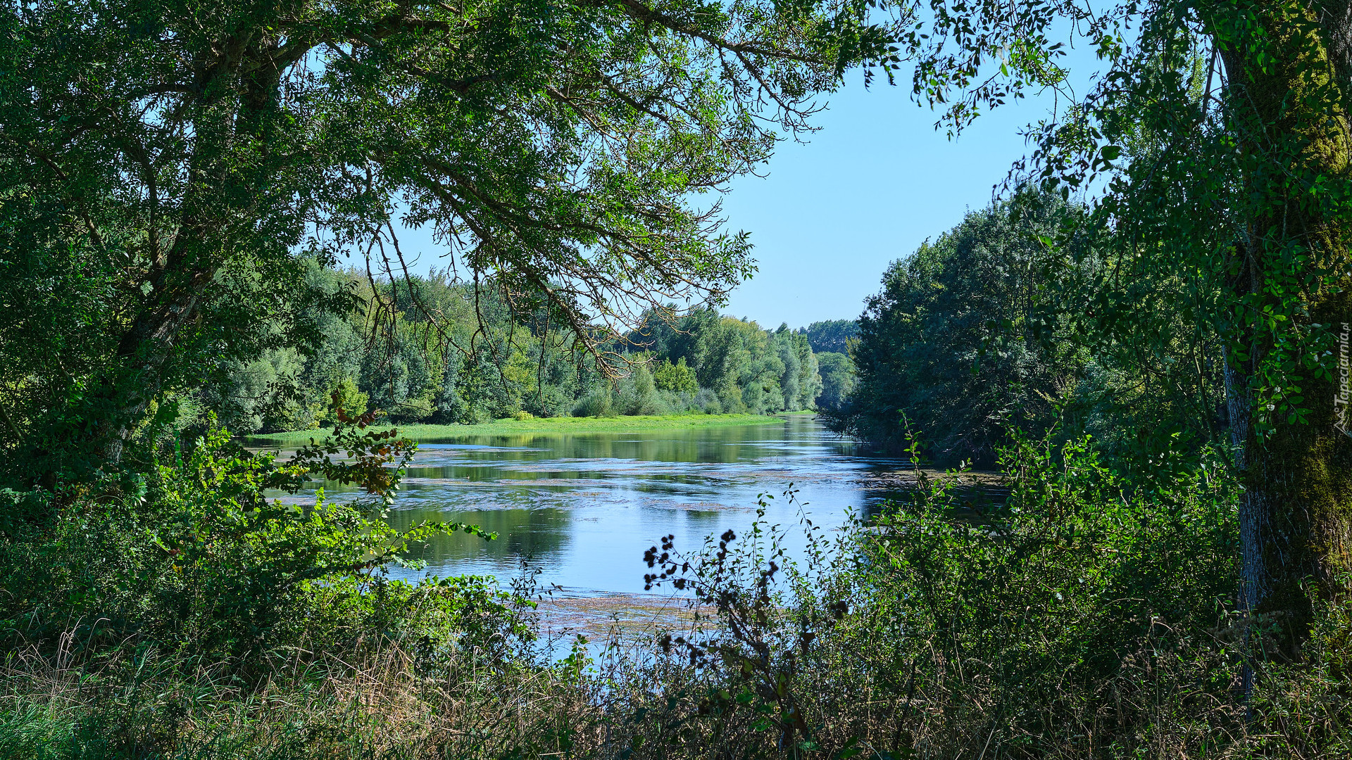 Lato, Rzeka, Drzewa, Krzewy, Rośliny