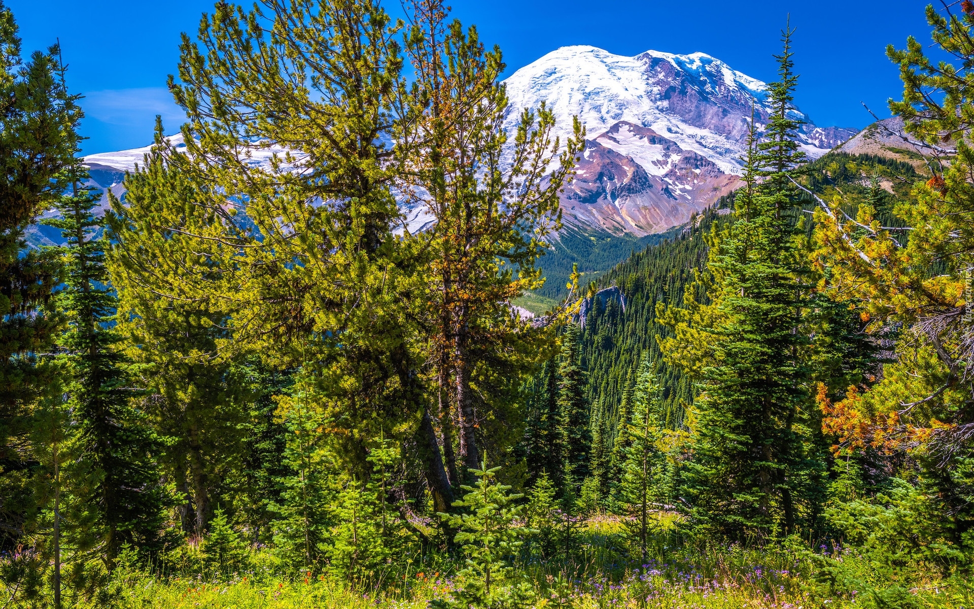 Góry, Ośnieżone, Szczyty, Drzewa, Rośliny, Park Narodowy Mount Rainier, Stan Waszyngton, Stany Zjednoczone
