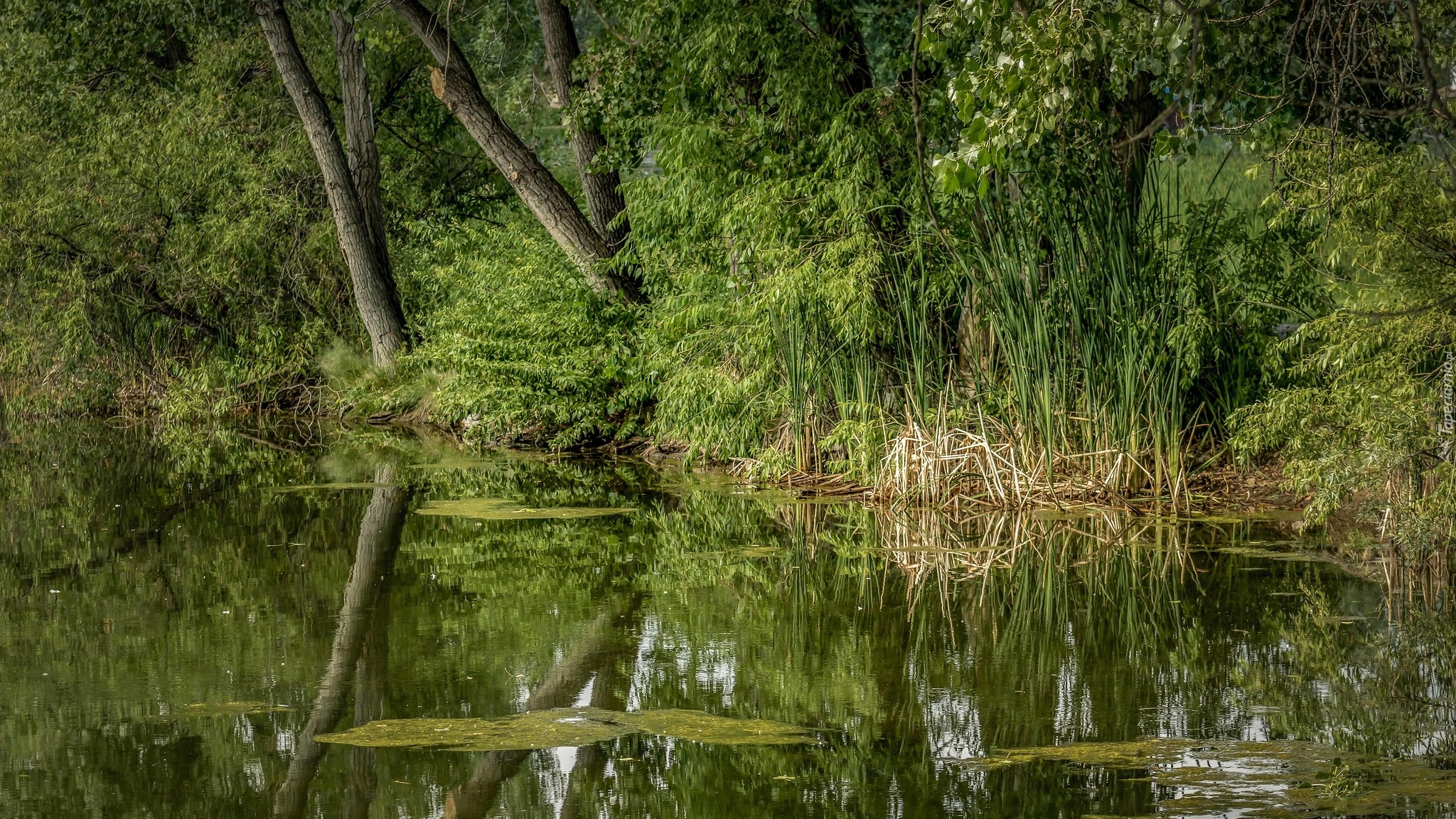 Drzewa, Rośliny, Staw, Rośliny