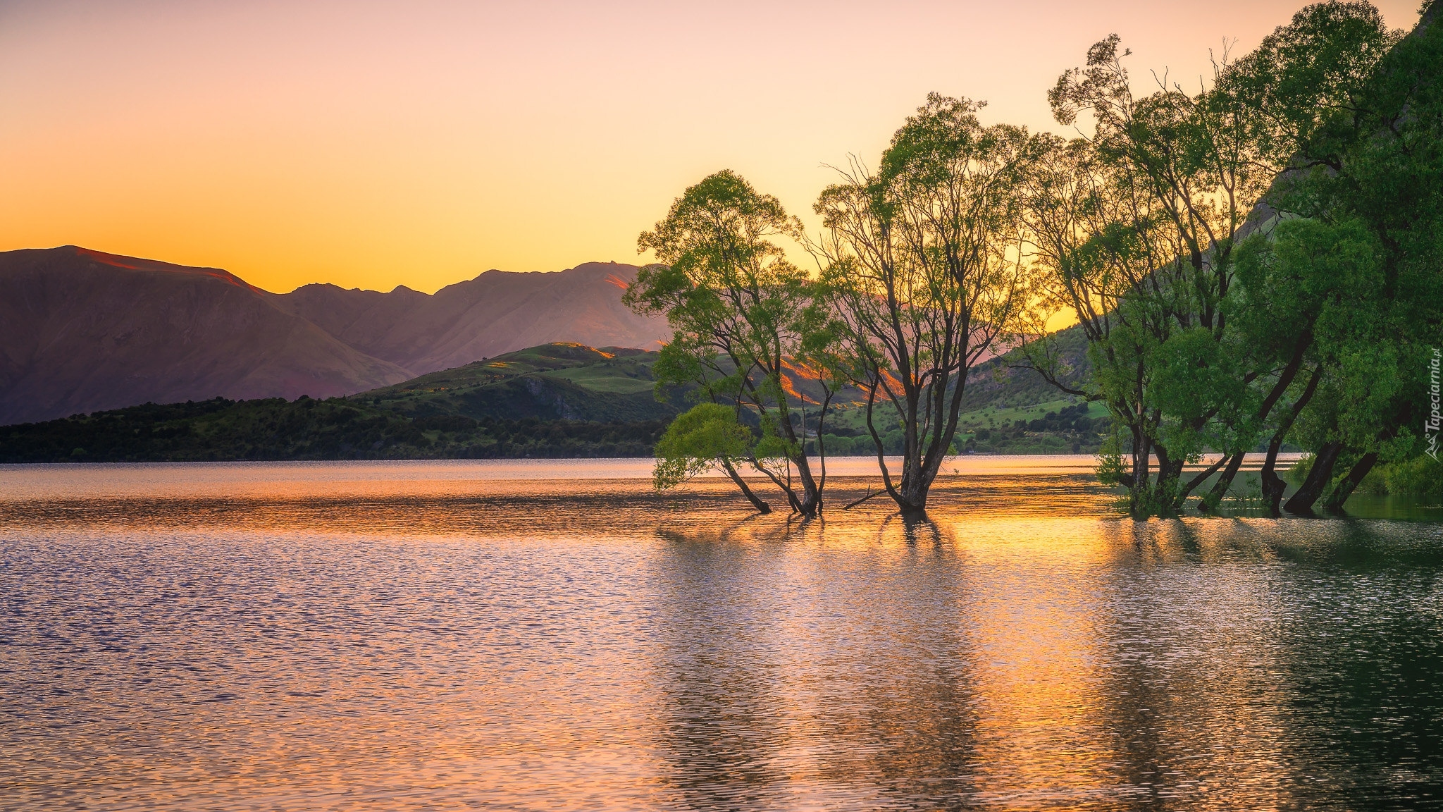 Nowa Zelandia, Jezioro Wanaka, Góry, Drzewa