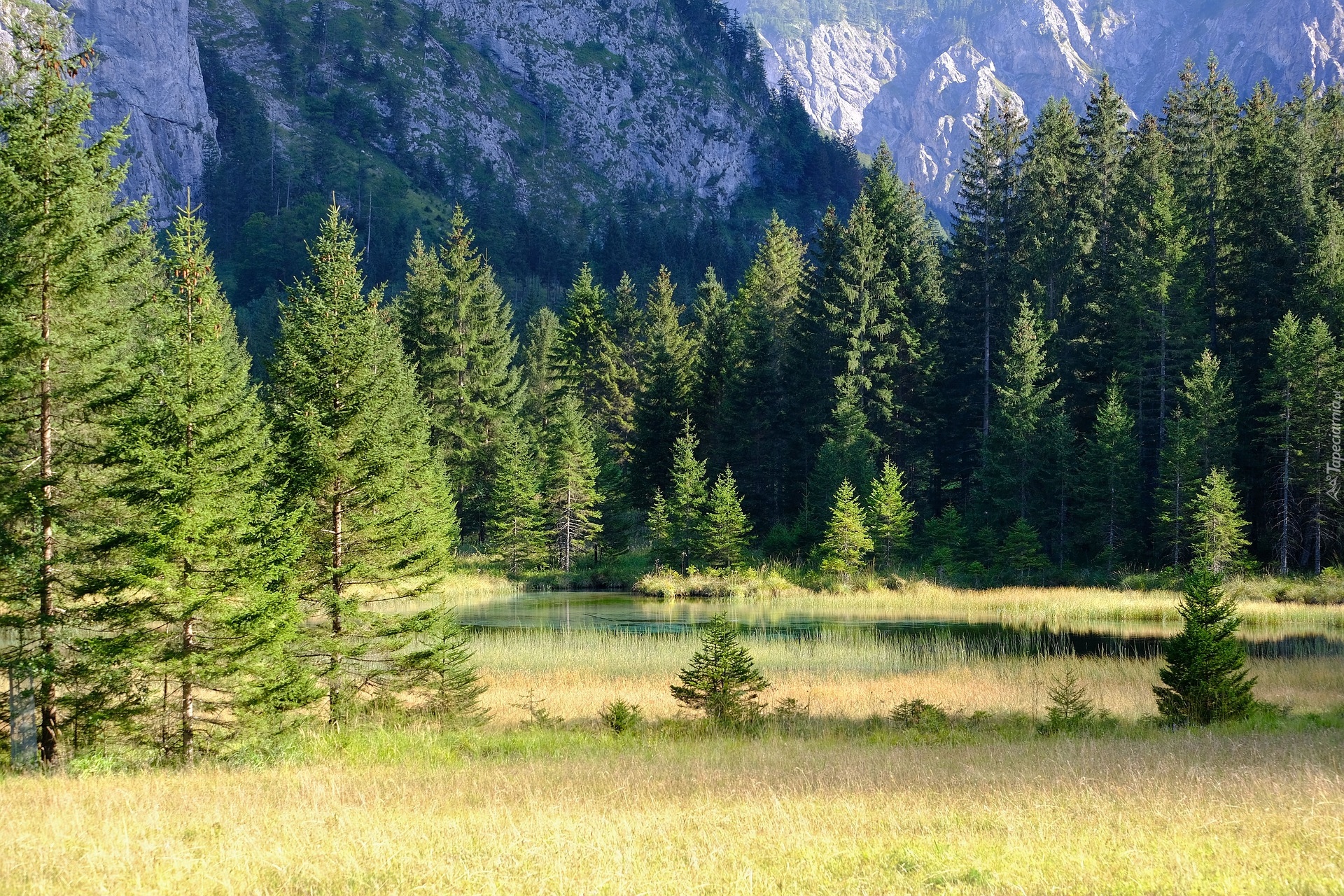 Las, Zielone, Drzewa, Trawa, Góry, Rzeka, Słoneczny, Dzień