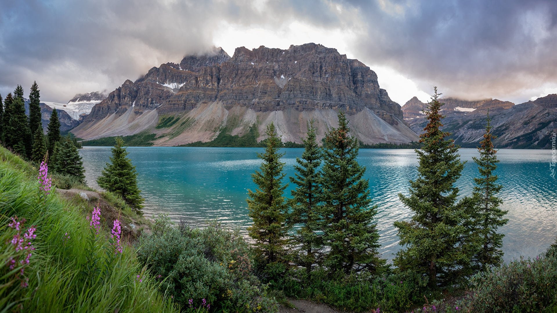 Kanada, Alberta, Góry, Góra Crowfoot Mountain, Jezioro, Bow Lake, Drzewa, Świerki, Kwiaty, Trawa, Park Narodowy Banff