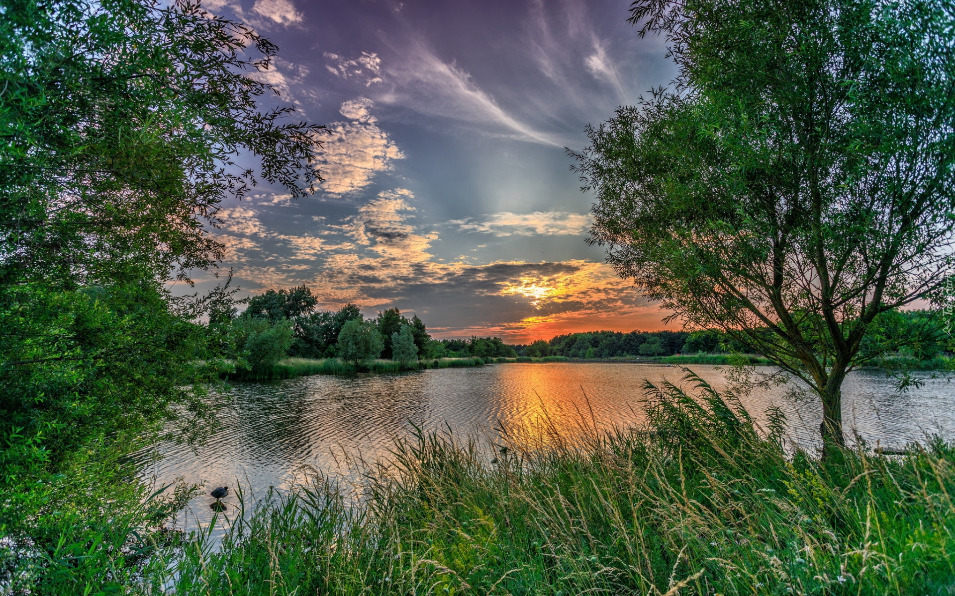 Jezioro, Trawa, Drzewa, Wschód słońca, Poranek, Chmury