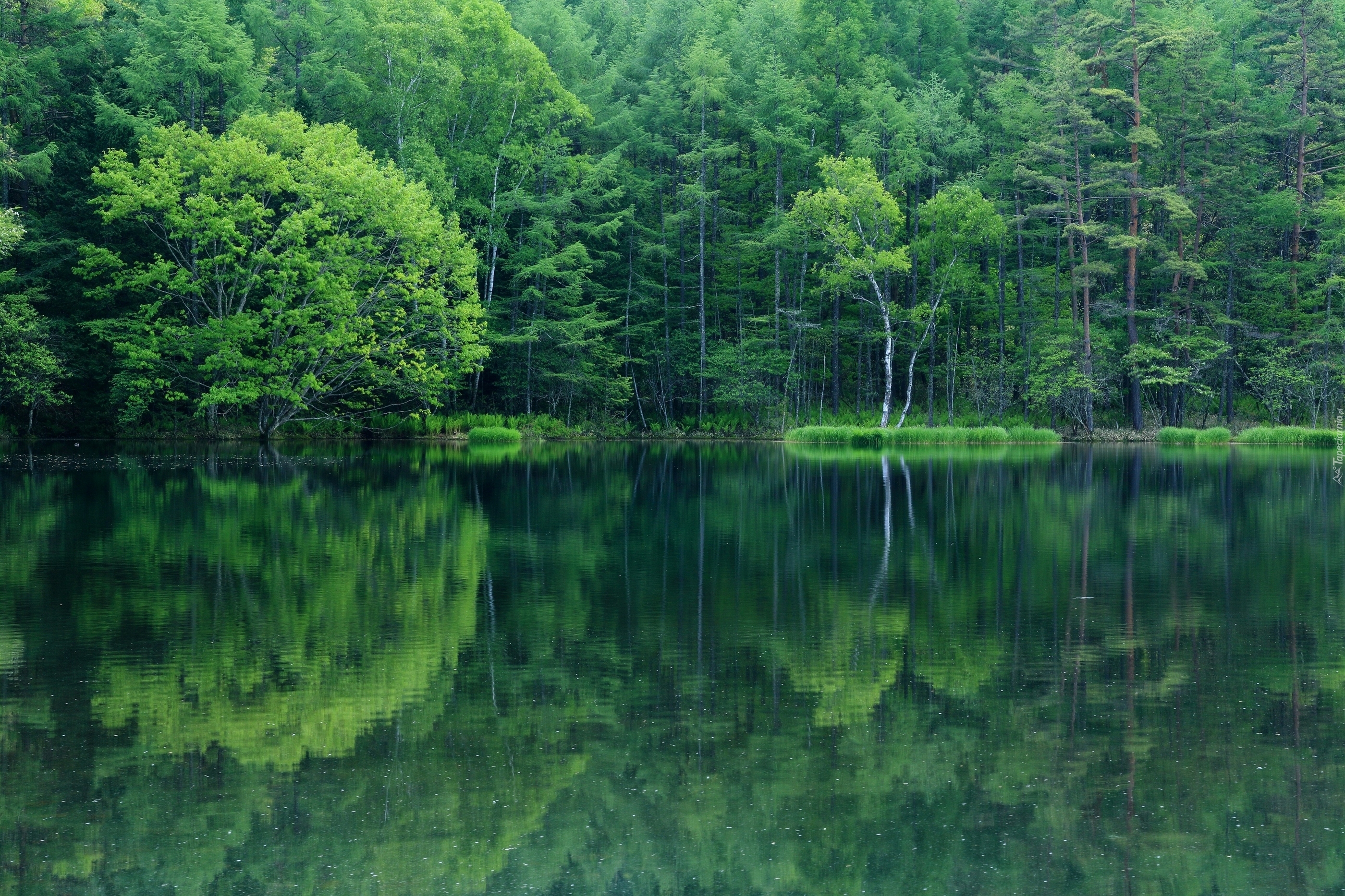 Las, Jezioro, Zielone, Drzewa, Odbicie