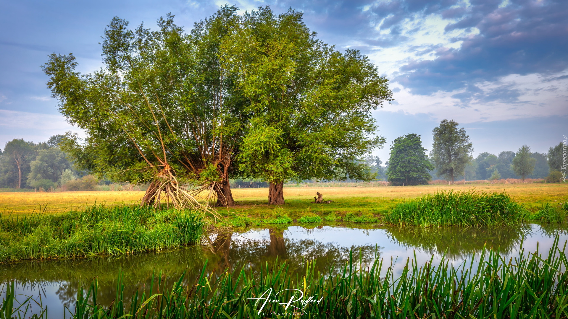 Rzeka, River Stour, Trawa, Zielone, Drzewa, Pola, Chmury, Ranek, Dedham, Hrabstwo Essex, Anglia