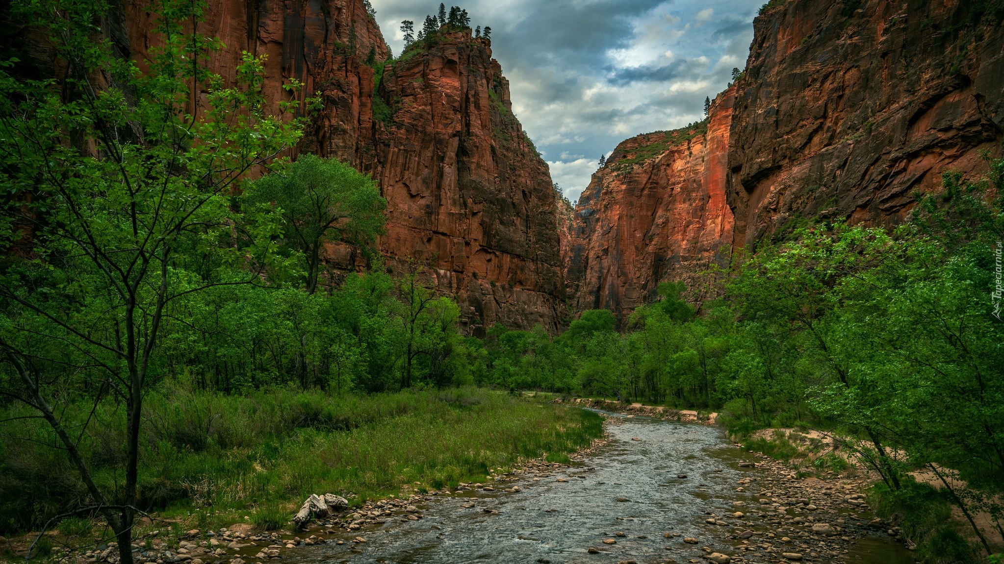 Kanion Zion Narrows, Rzeka, Virgin River, Drzewa, Kamienie, Park Narodowy Zion, Stan Utah, Stany Zjednoczone