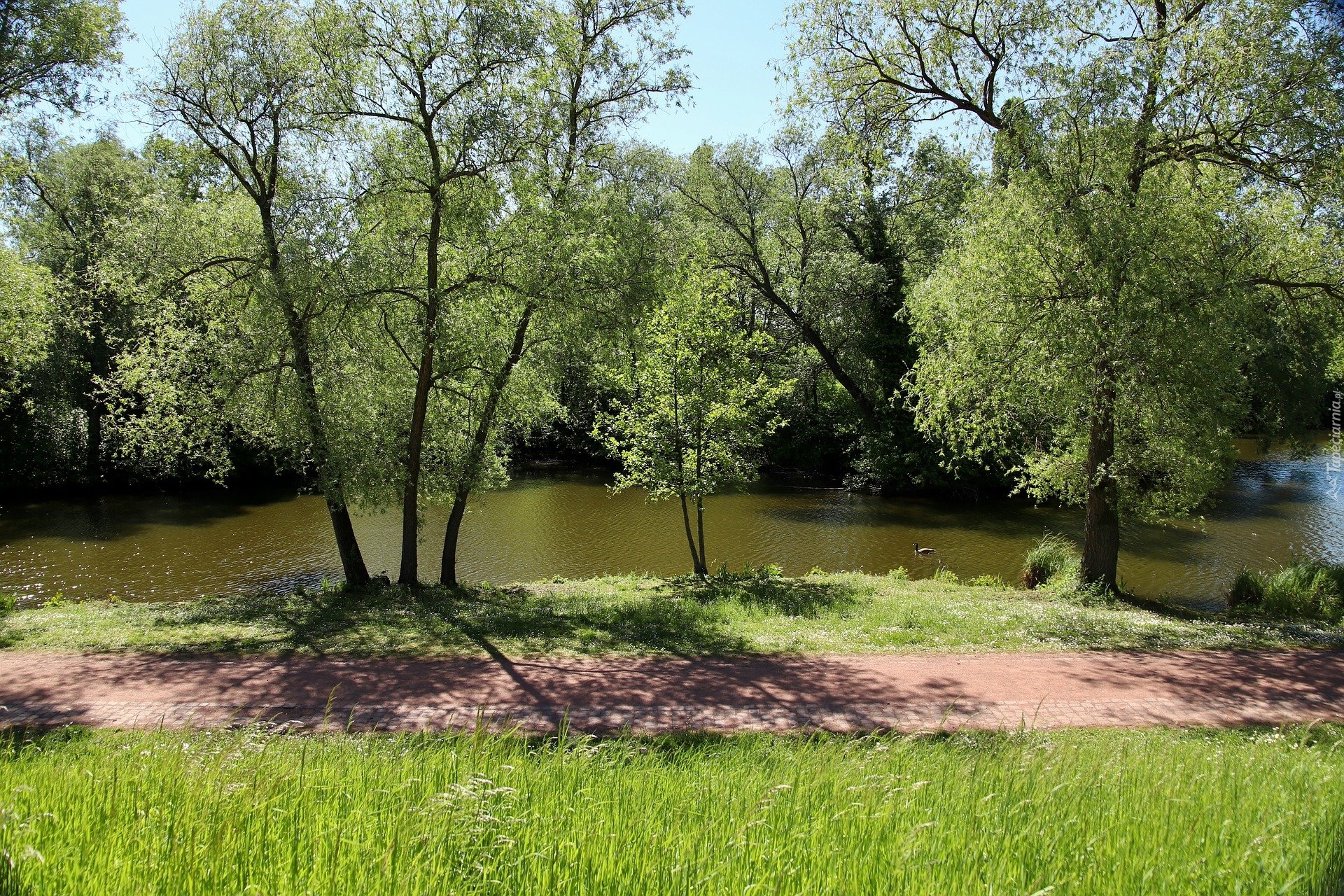 Park, Rzeka, Drzewa, Kaczka