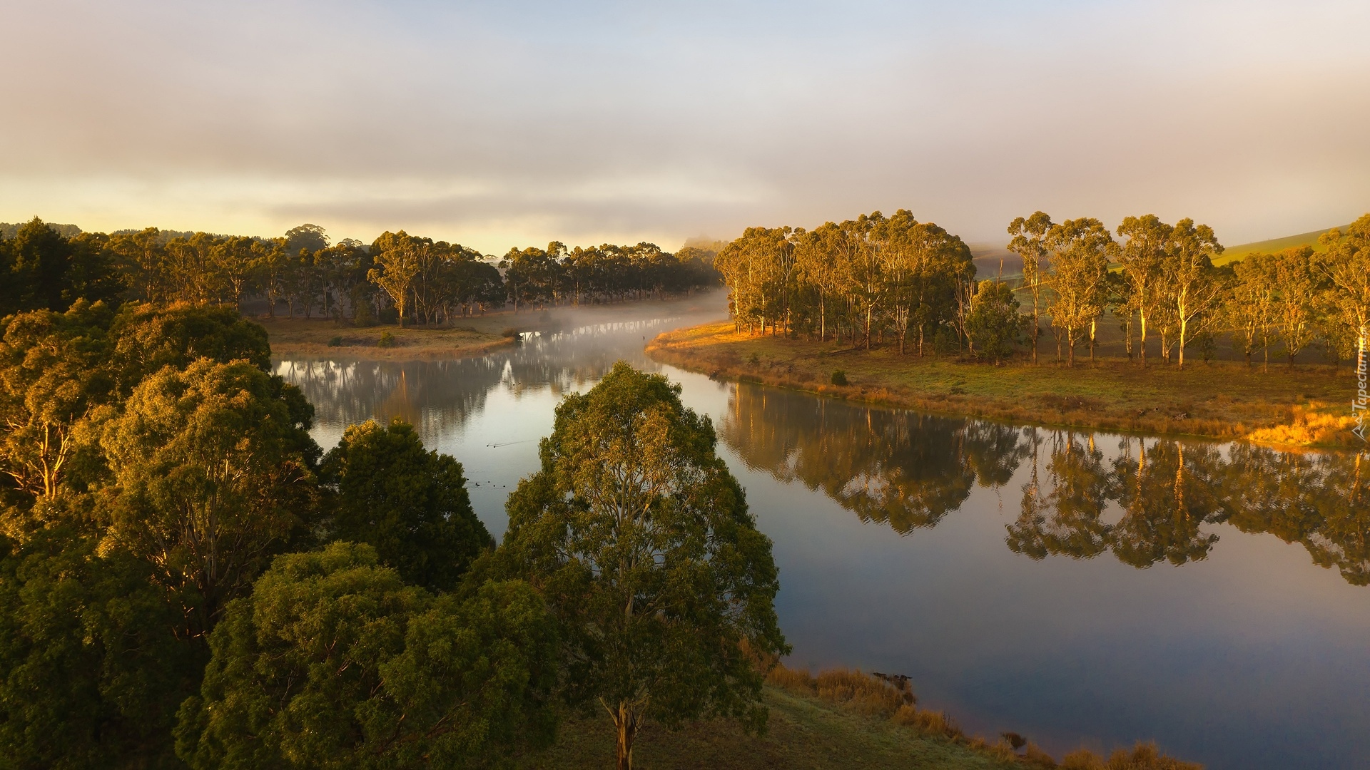 Rzeka, Zielone, Drzewa, Mgła