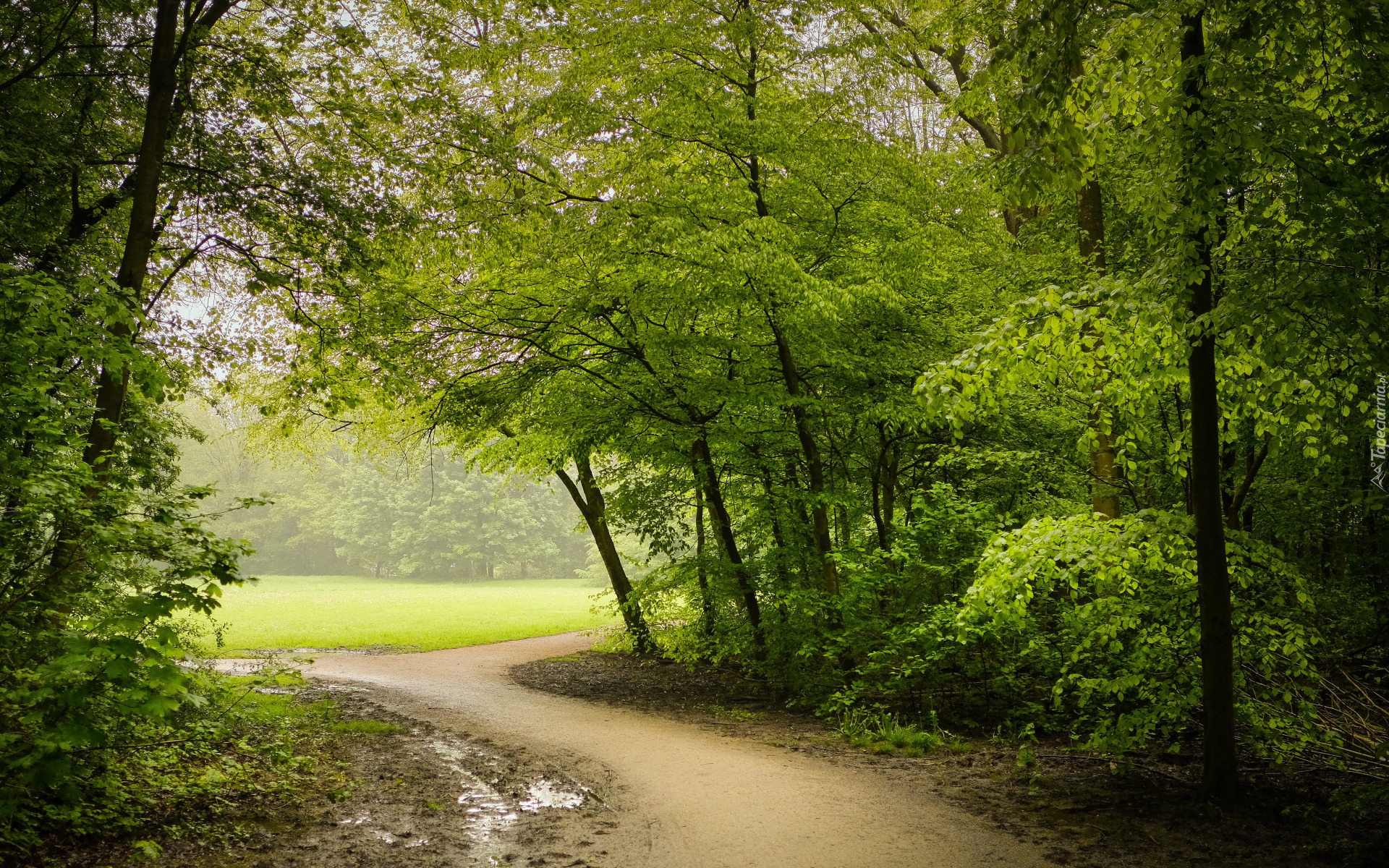 Park, Drzewa, Ścieżka, Mgła, Zieleń