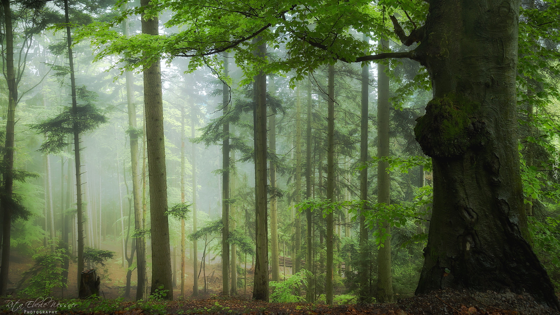 Las, Zielone, Drzewa, Mgła