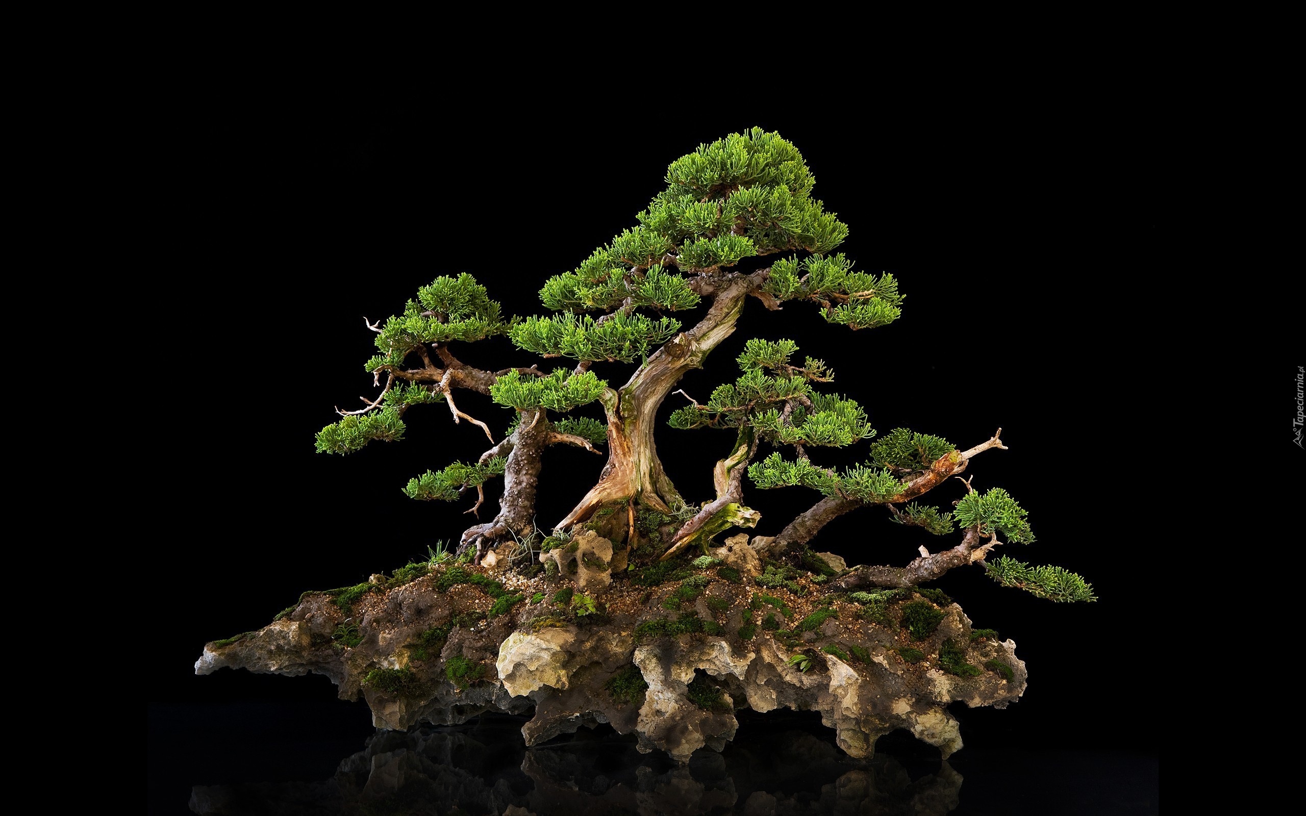 Drzewko, Bonsai, Ciemne, Tło