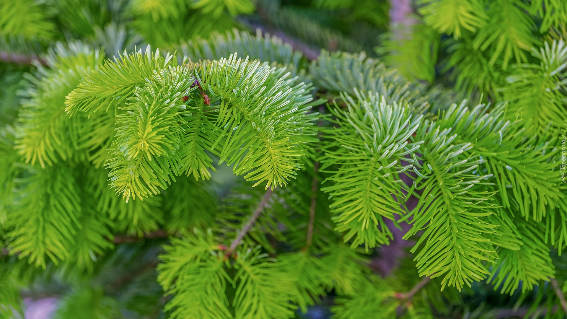 Zielone, Gałązki, Jodła