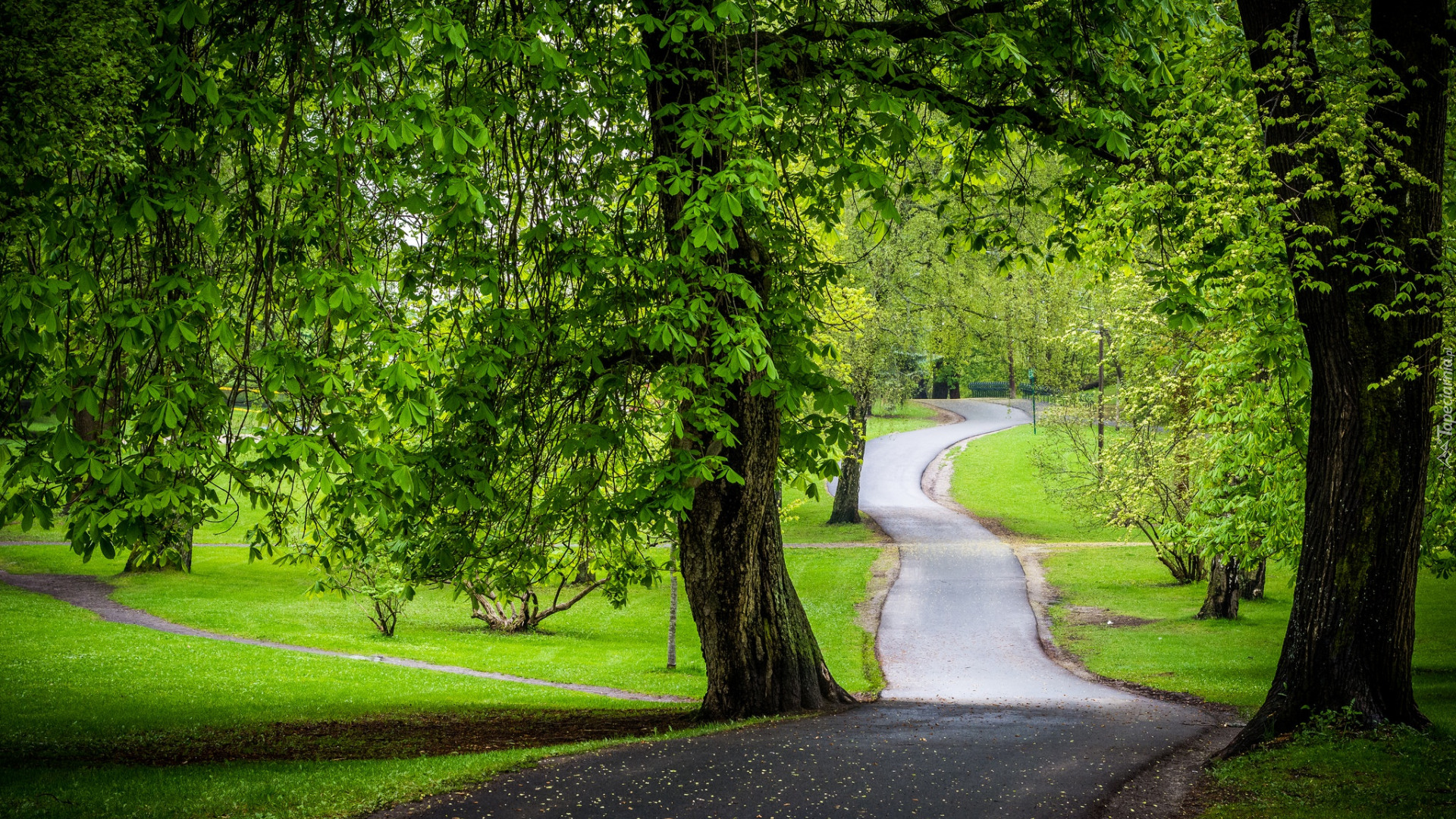 Droga, Park, Zielone, Drzewo, Kasztanowiec