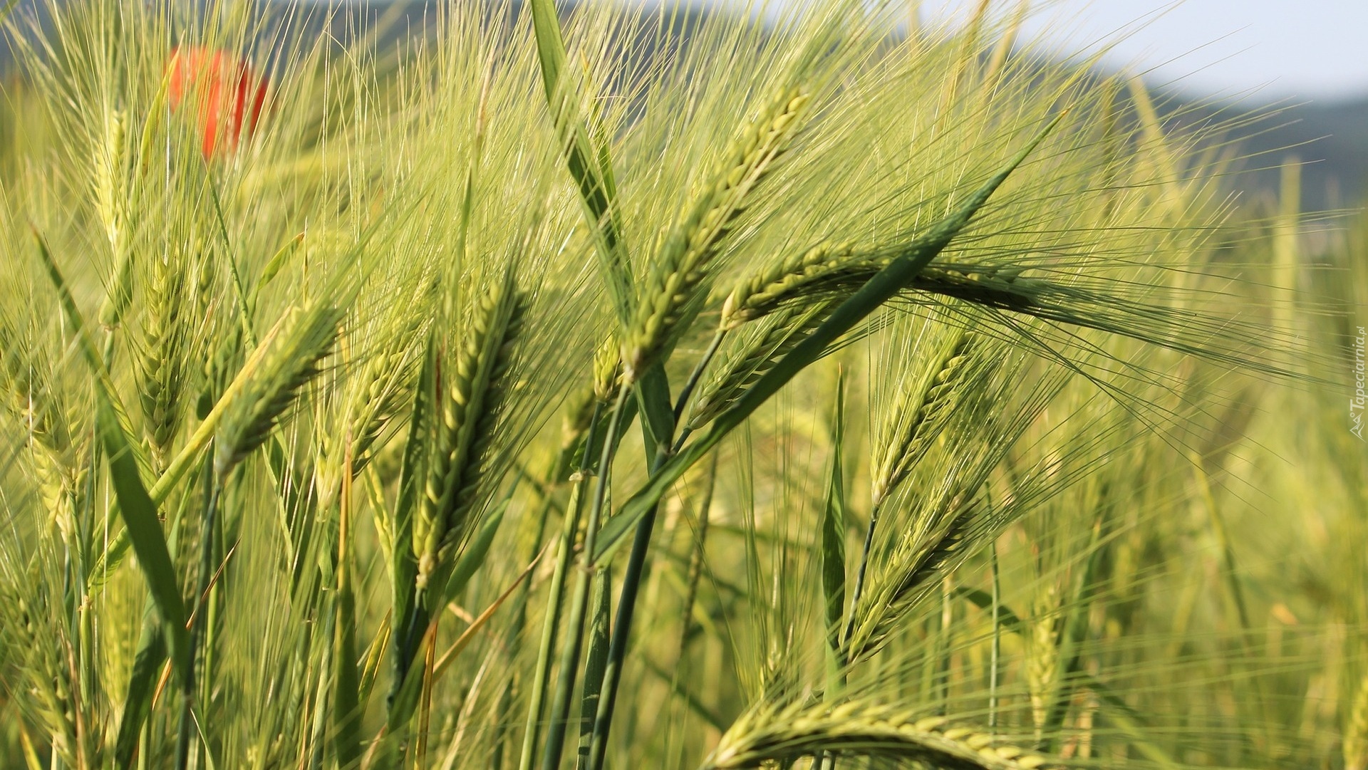 Pole, Zboże, Kłosy