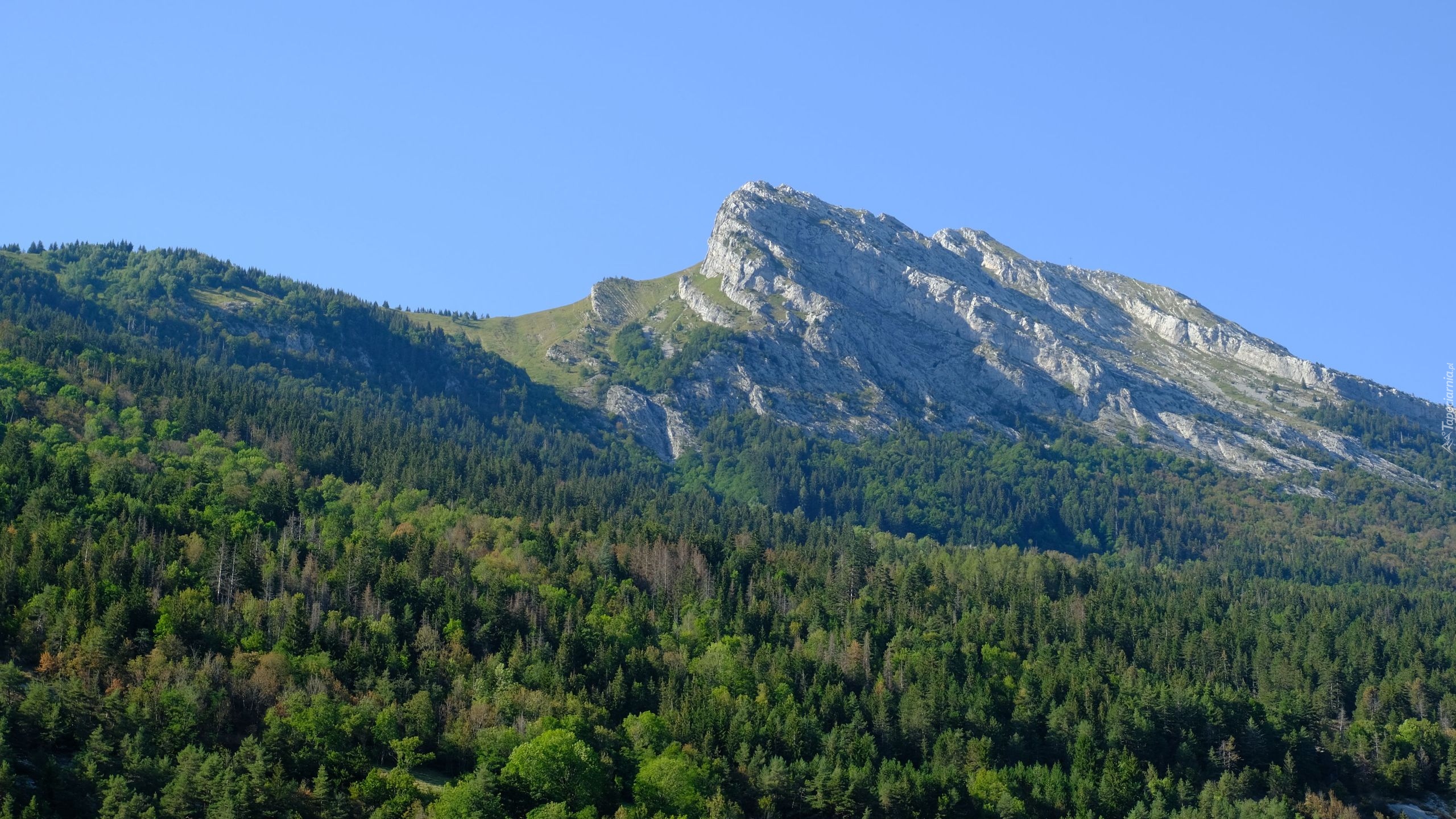 Góry, Zielony, Las, Drzewa