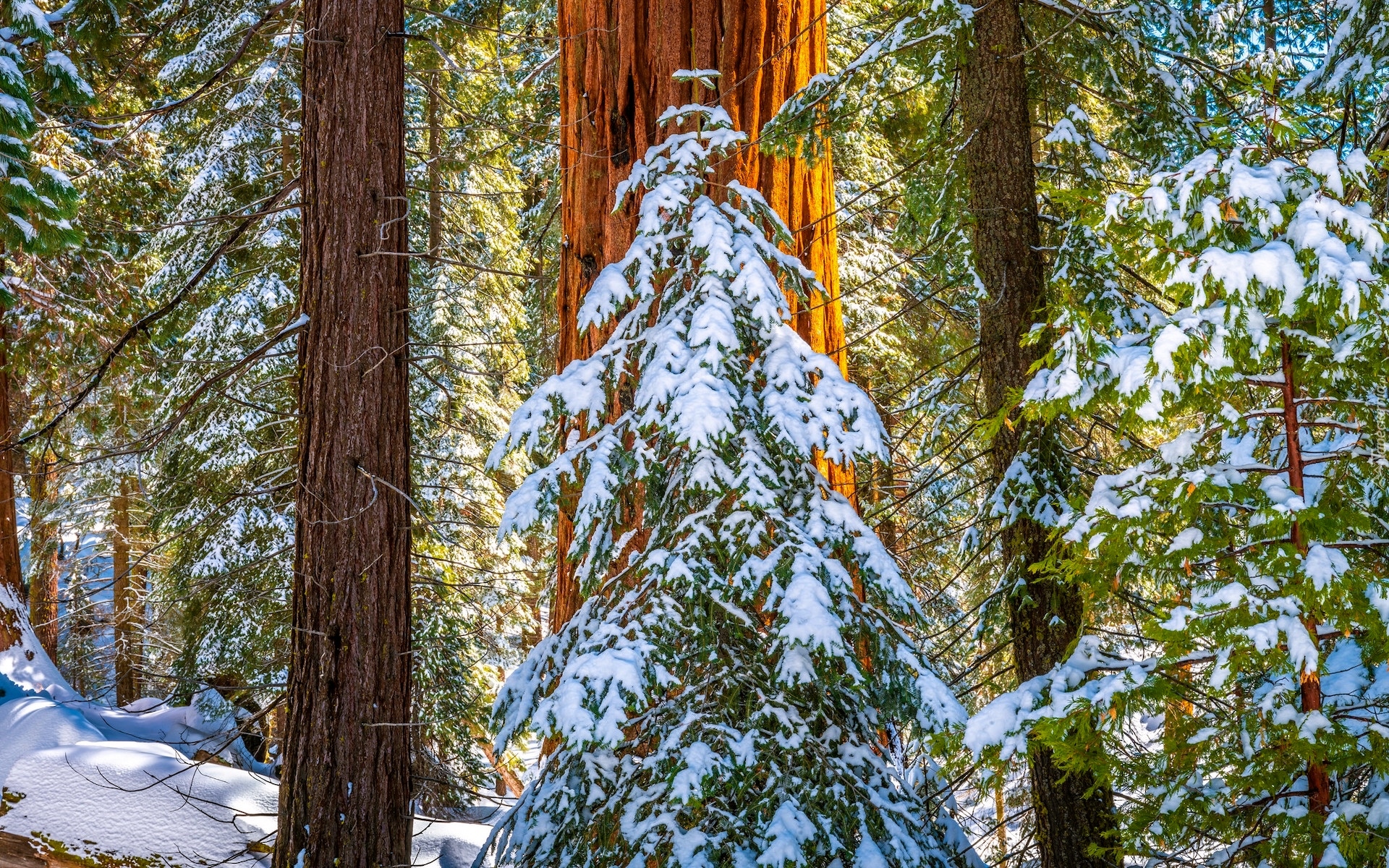 Stany Zjednoczone, Kalifornia, General Grant Grove, Park Narodowy King Canyon, Drzewa, Zima, Śnieg, Pnie