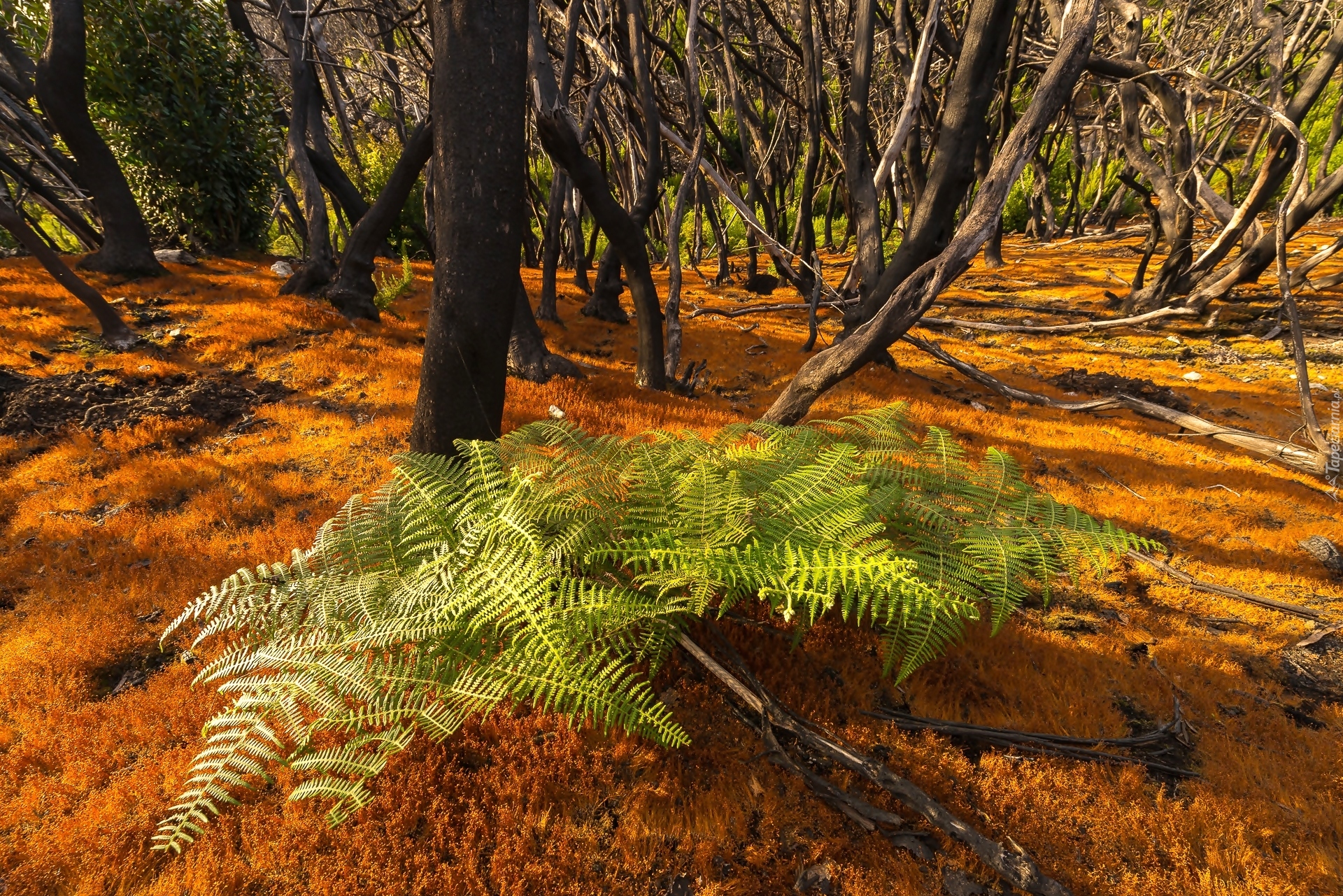 Wyspy Kanaryjskie, Wyspa La Gomera, Park Narodowy Garajonay, Las, Paproć