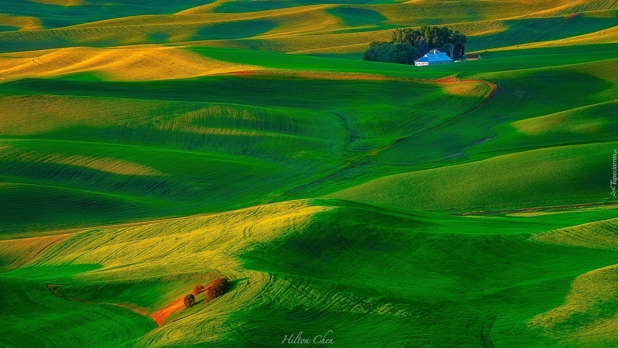 Wzgórza, Drzewa, Łąki, Pola, Dom, Region Palouse, Stan Waszyngton, Stany Zjednoczone