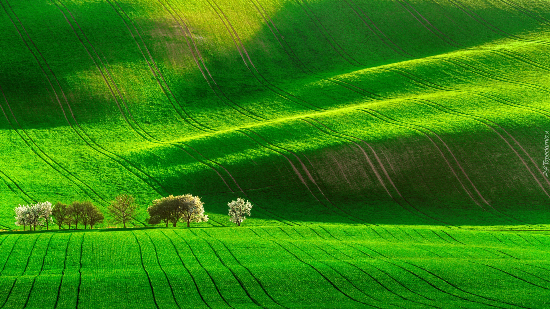 Pola, Zielone, Wzgórza, Drzewa