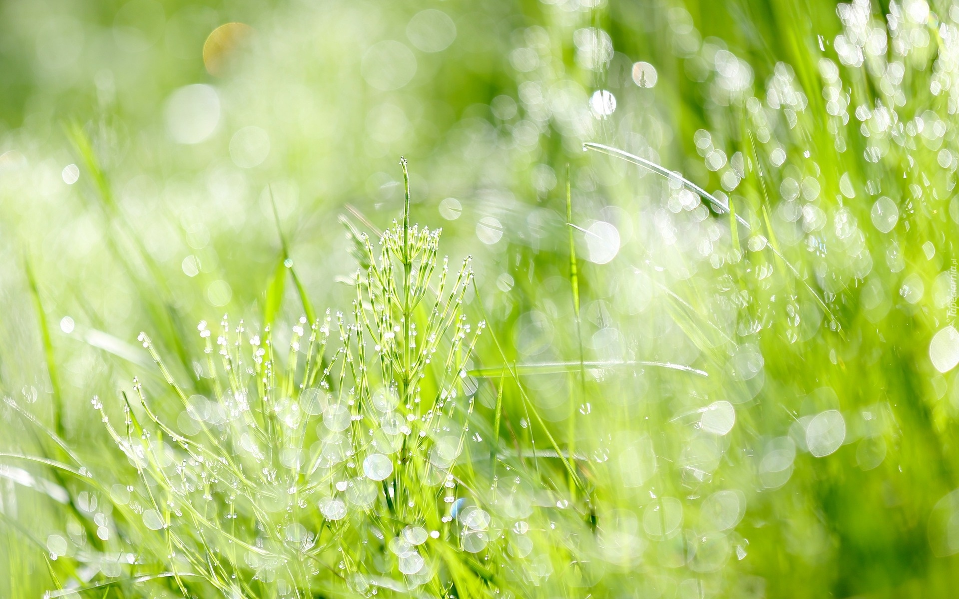 Zielone, Rośliny, Bokeh