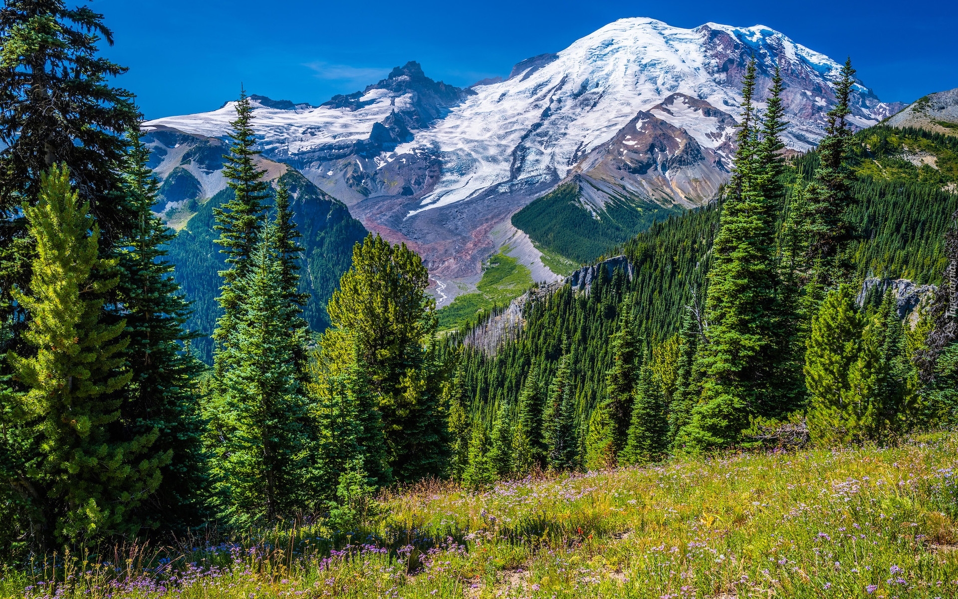 Ośnieżone, Góry, Stratowulkan Mount Rainier, Drzewa, Świerki, Kwiaty, Łąka, Park Narodowy Mount Rainier, Stan Waszyngton, Stany Zjednoczone