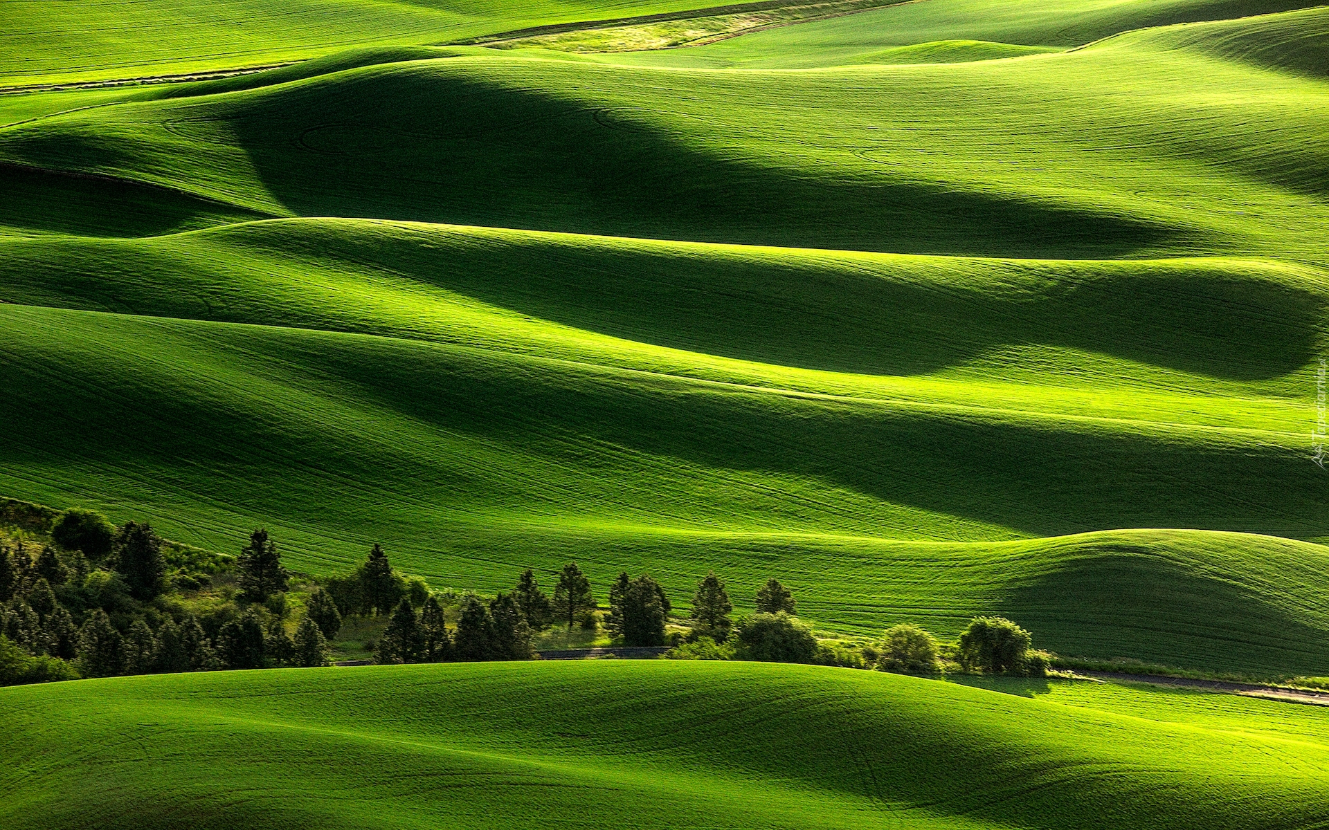 Wzgórza, Zielone, Drzewa, Palouse, Stan Waszyngton, Stany Zjednoczone