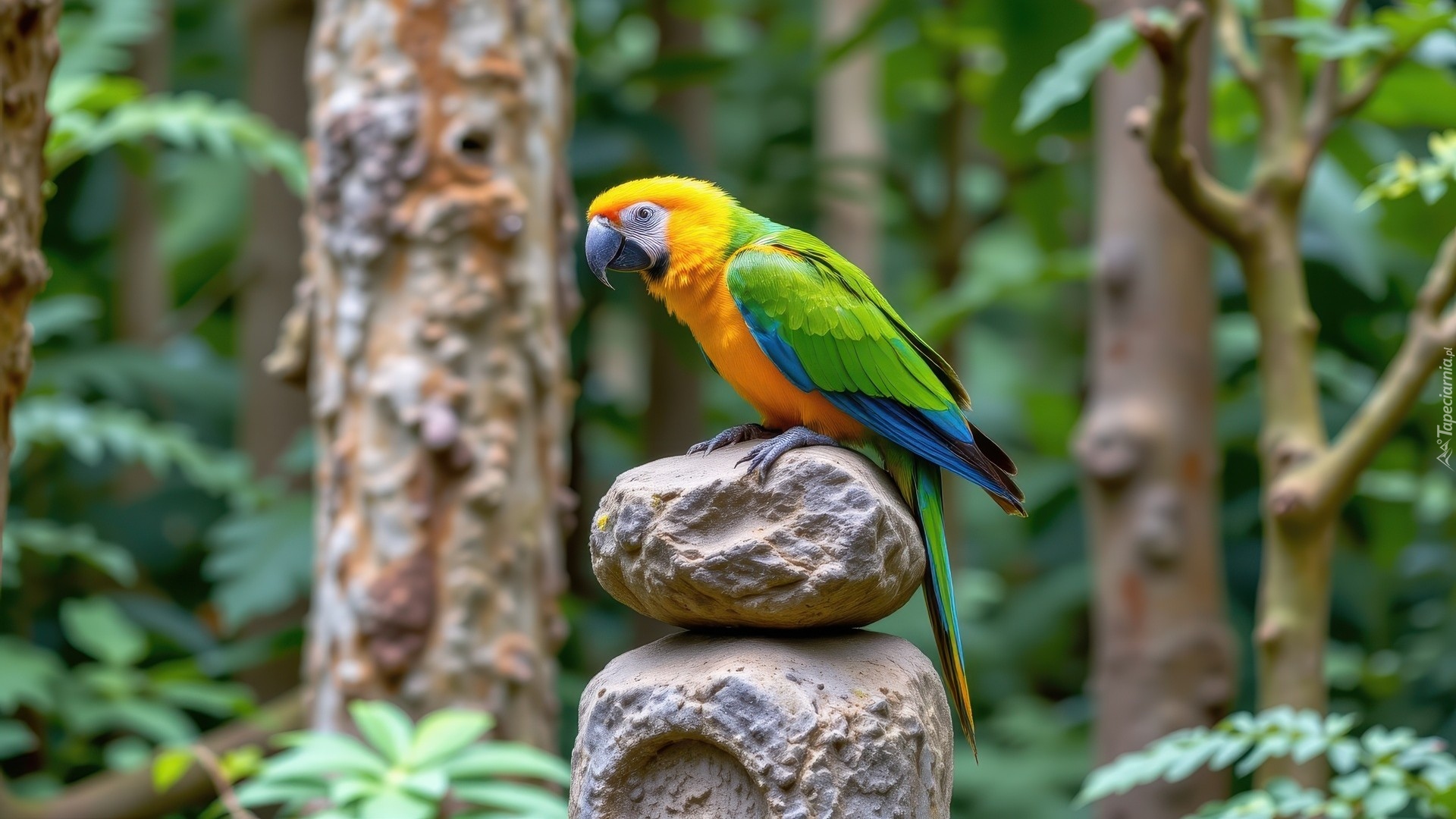 Zielono-żółta, Papuga, Ara, Dwa, Kamienie, Las