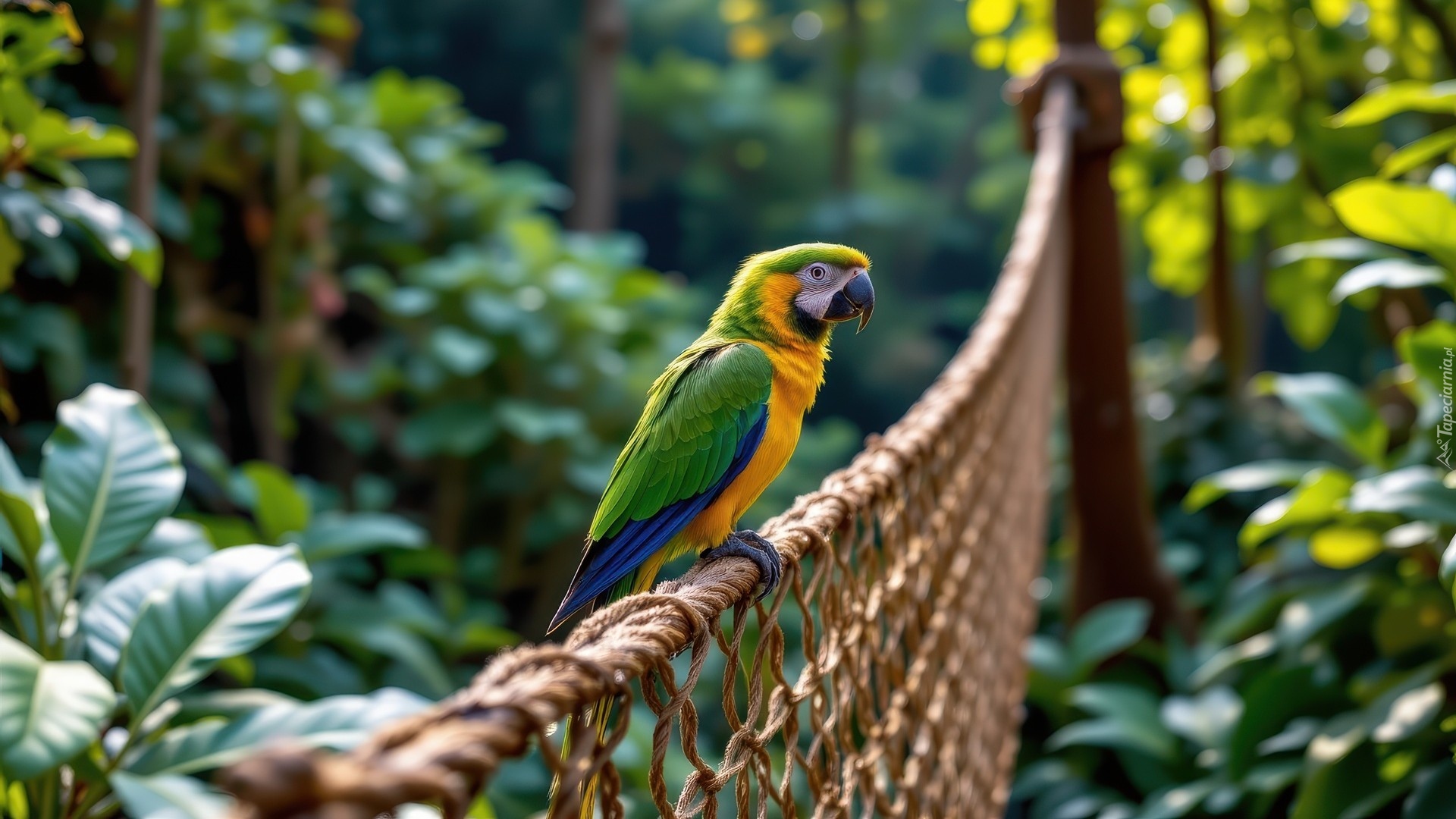 Zielono-żółta, Papuga, Sznurkowa, Siatka, Rośliny